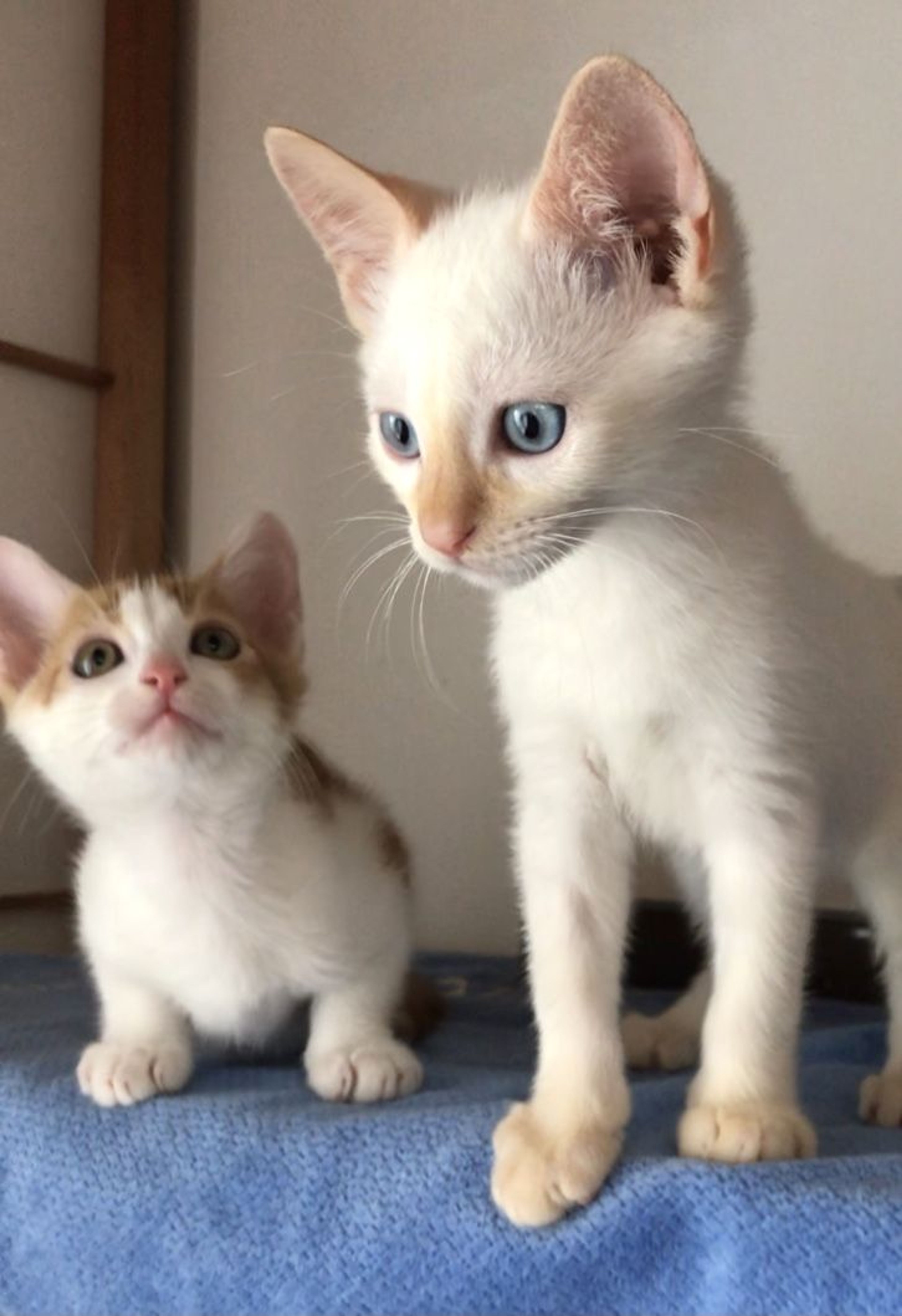 pet-image-6