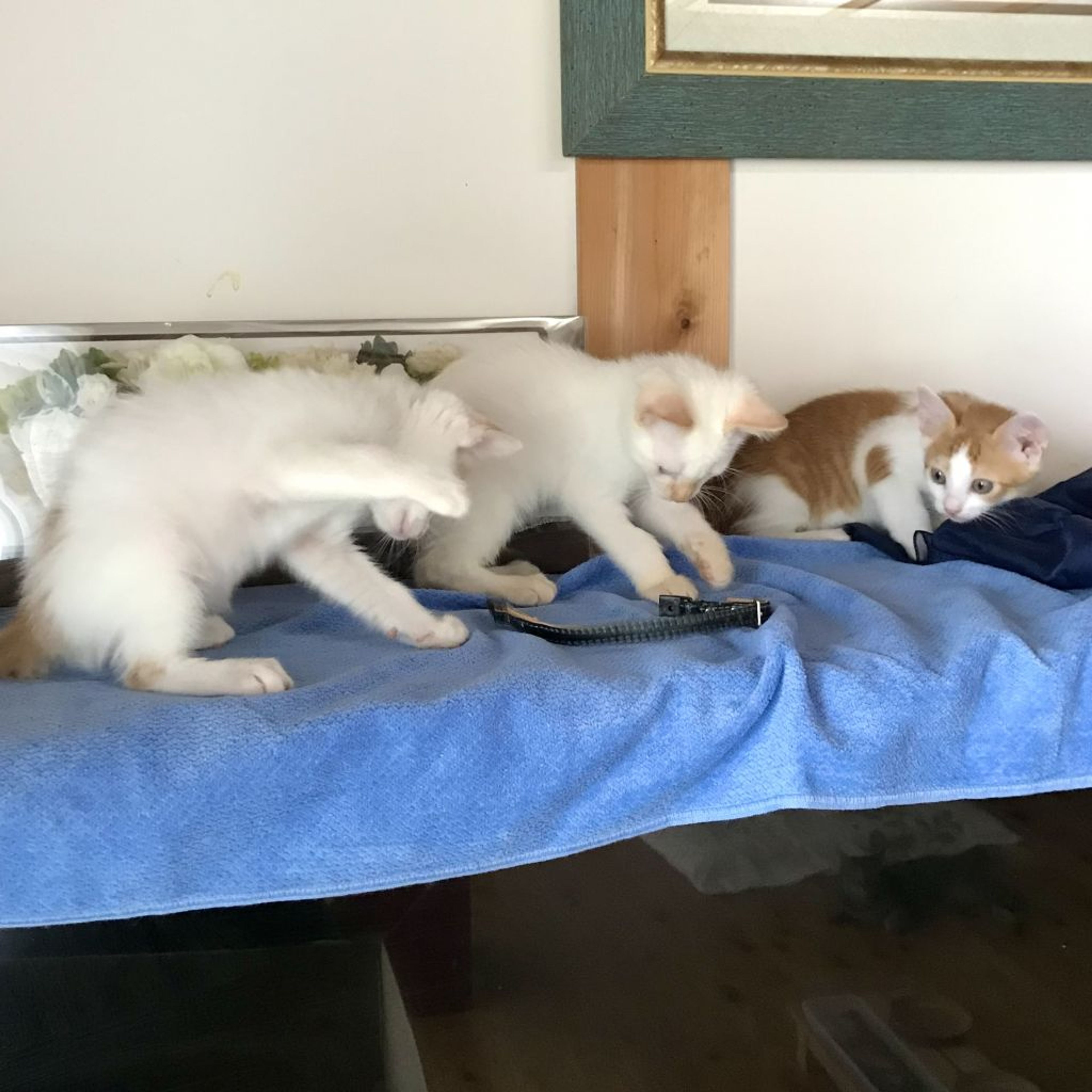 pet-image-7
