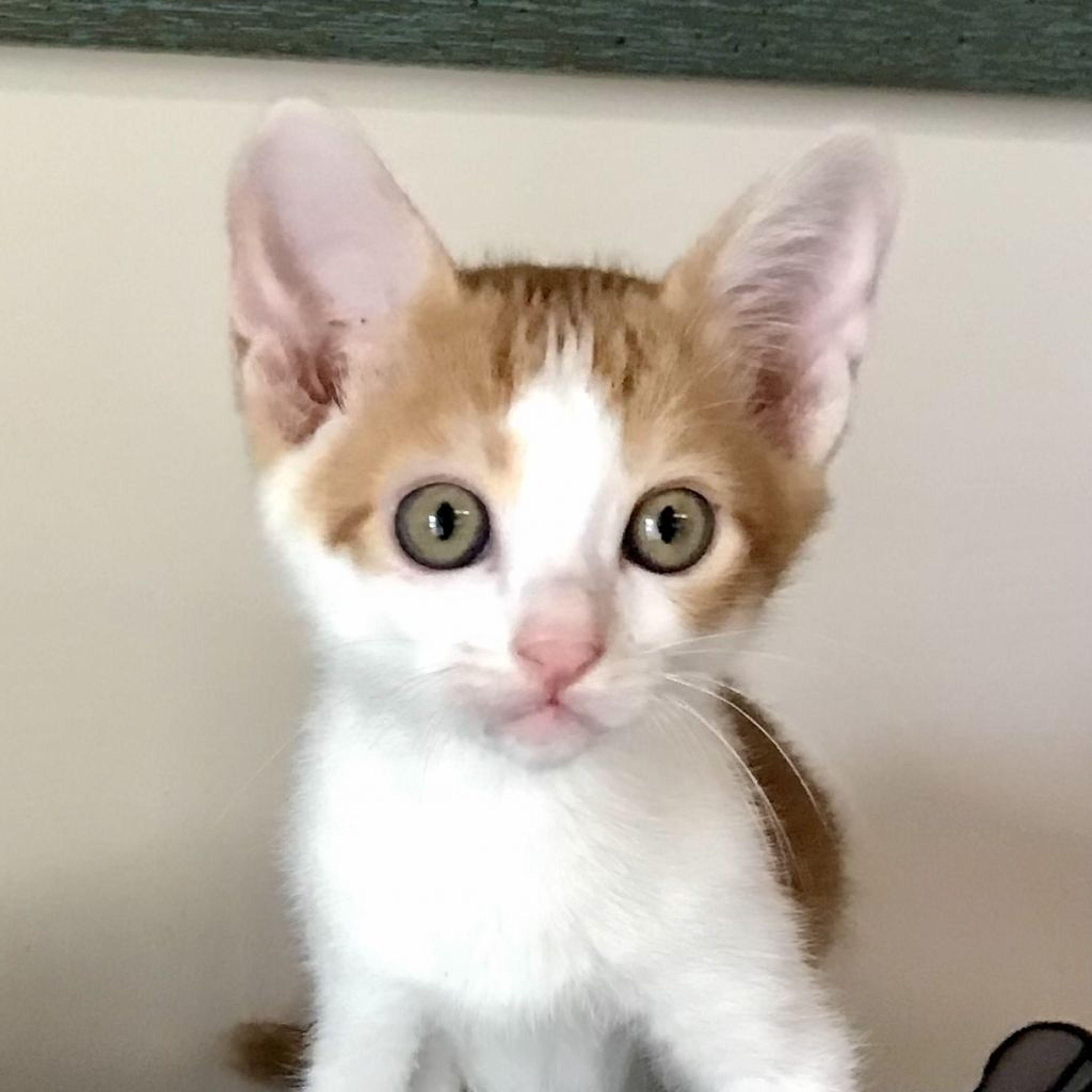 pet-image-9