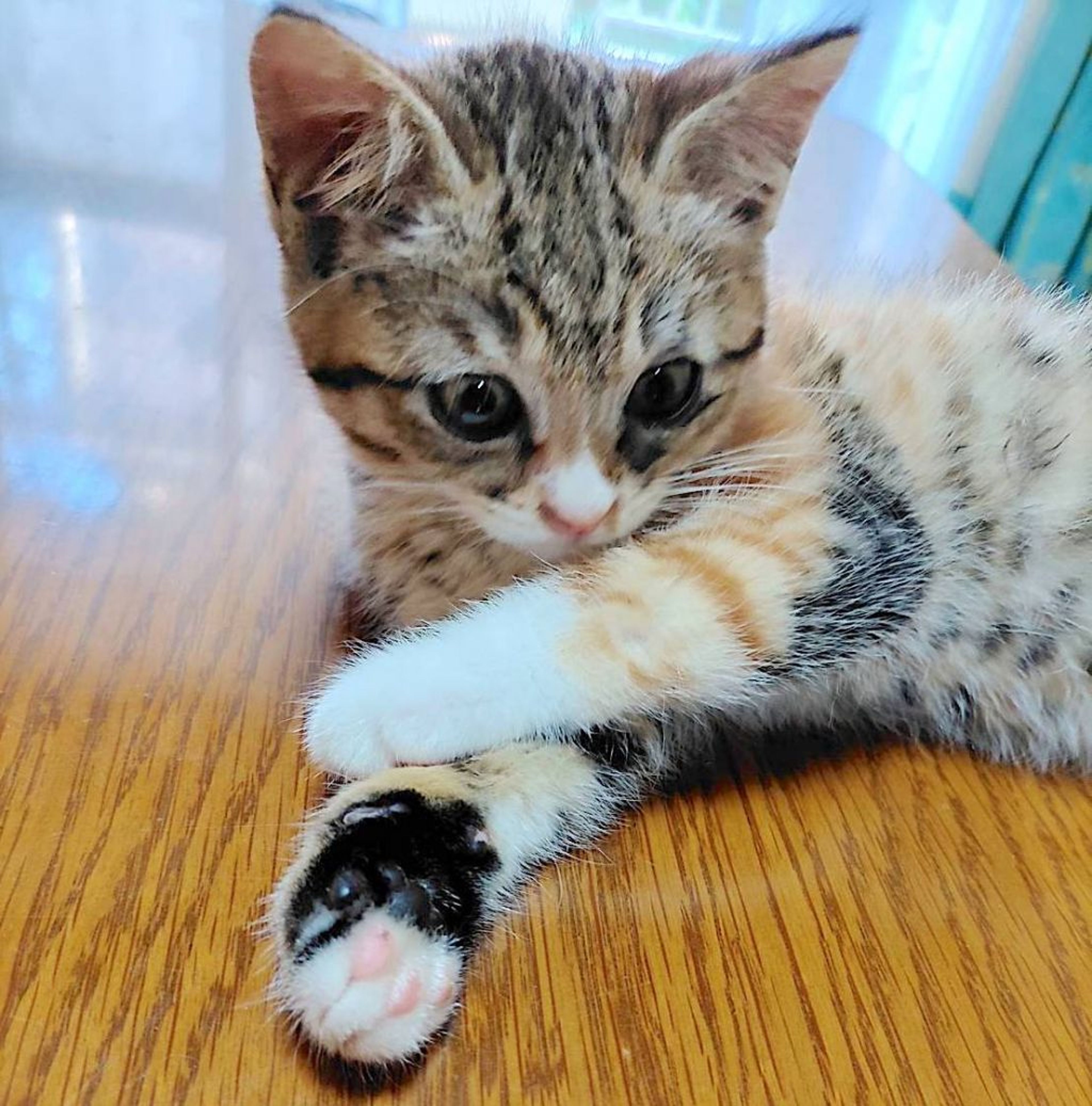 日本猫・メスの里親募集の写真