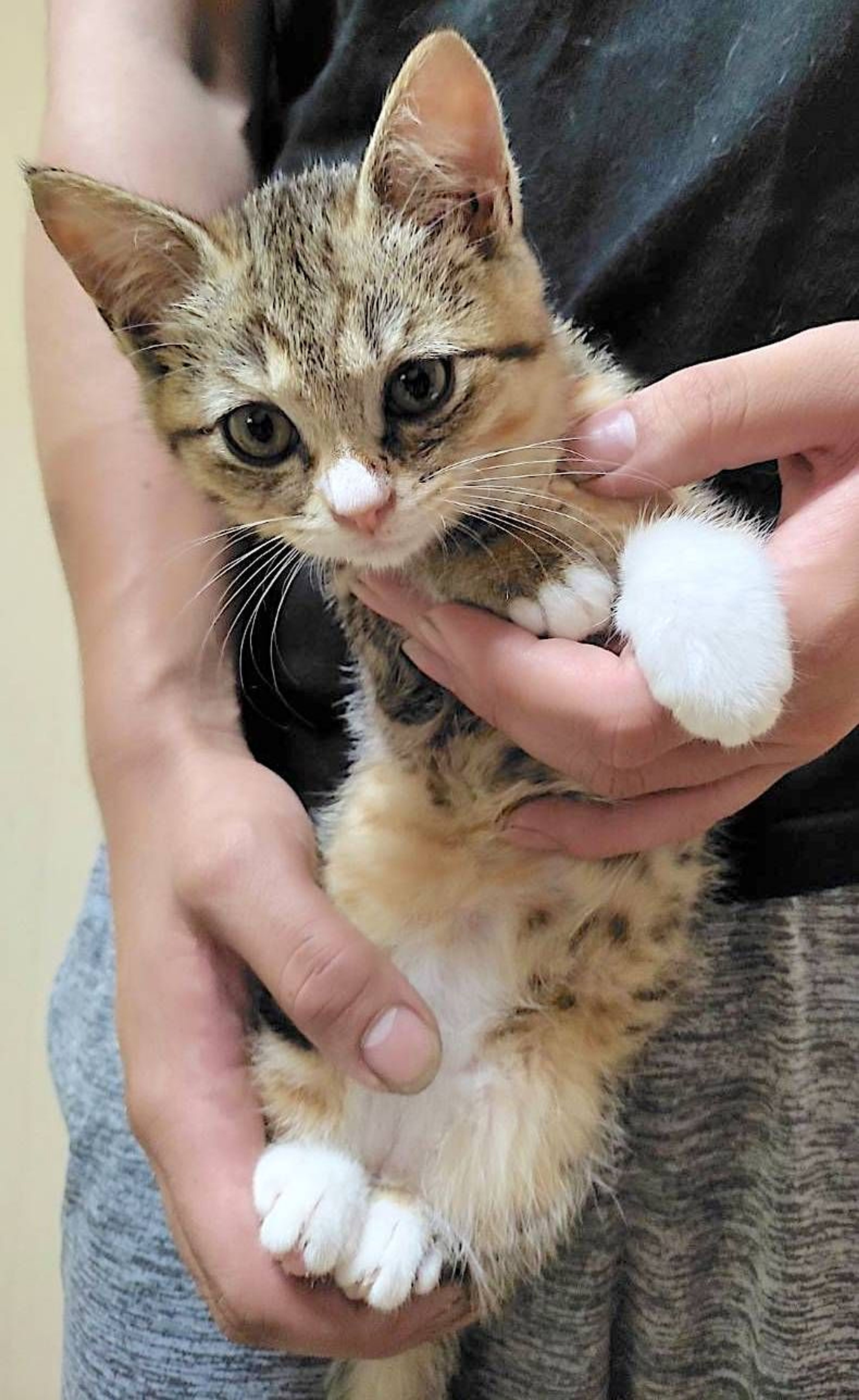pet-image-2