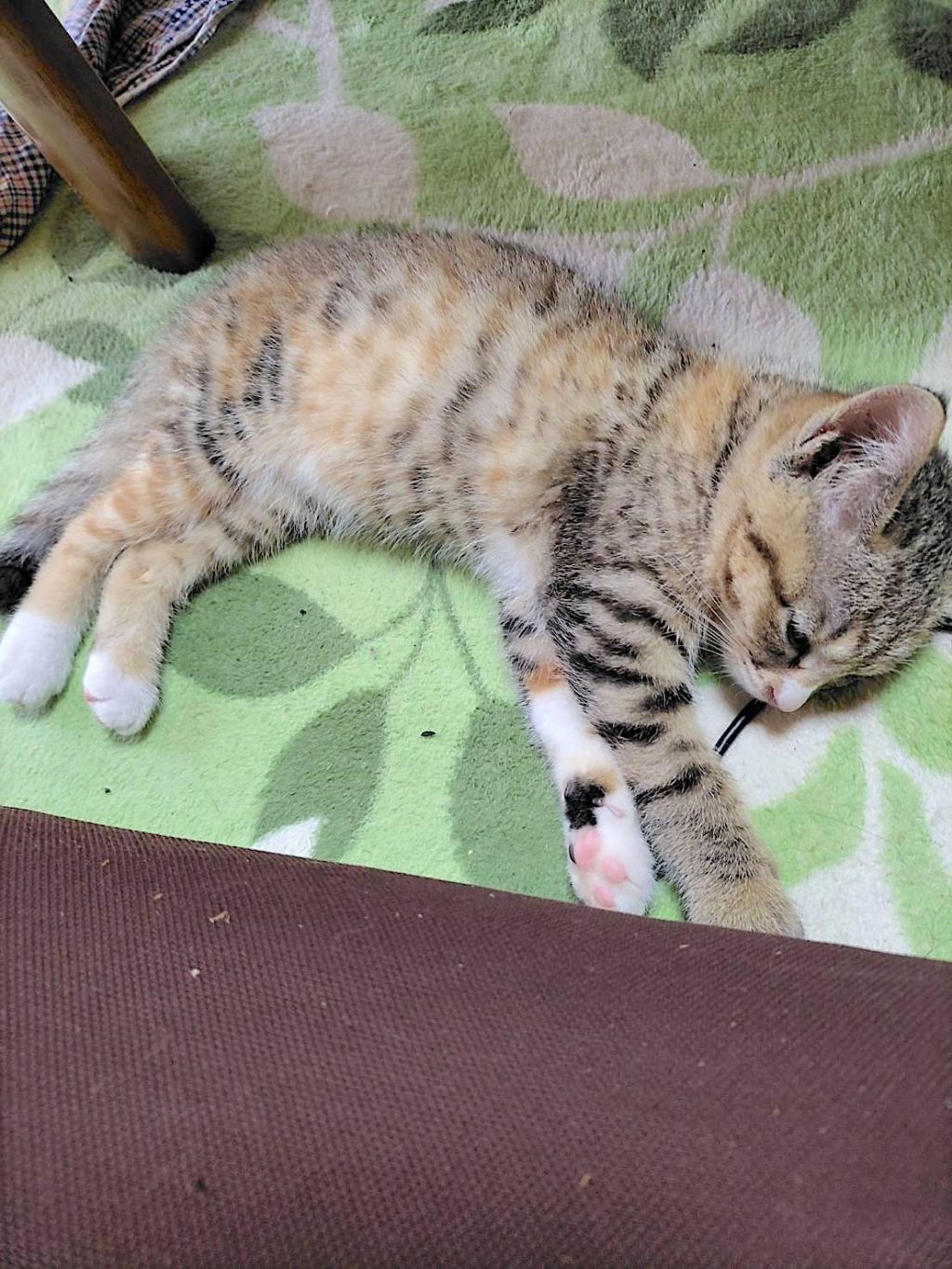 pet-image-3