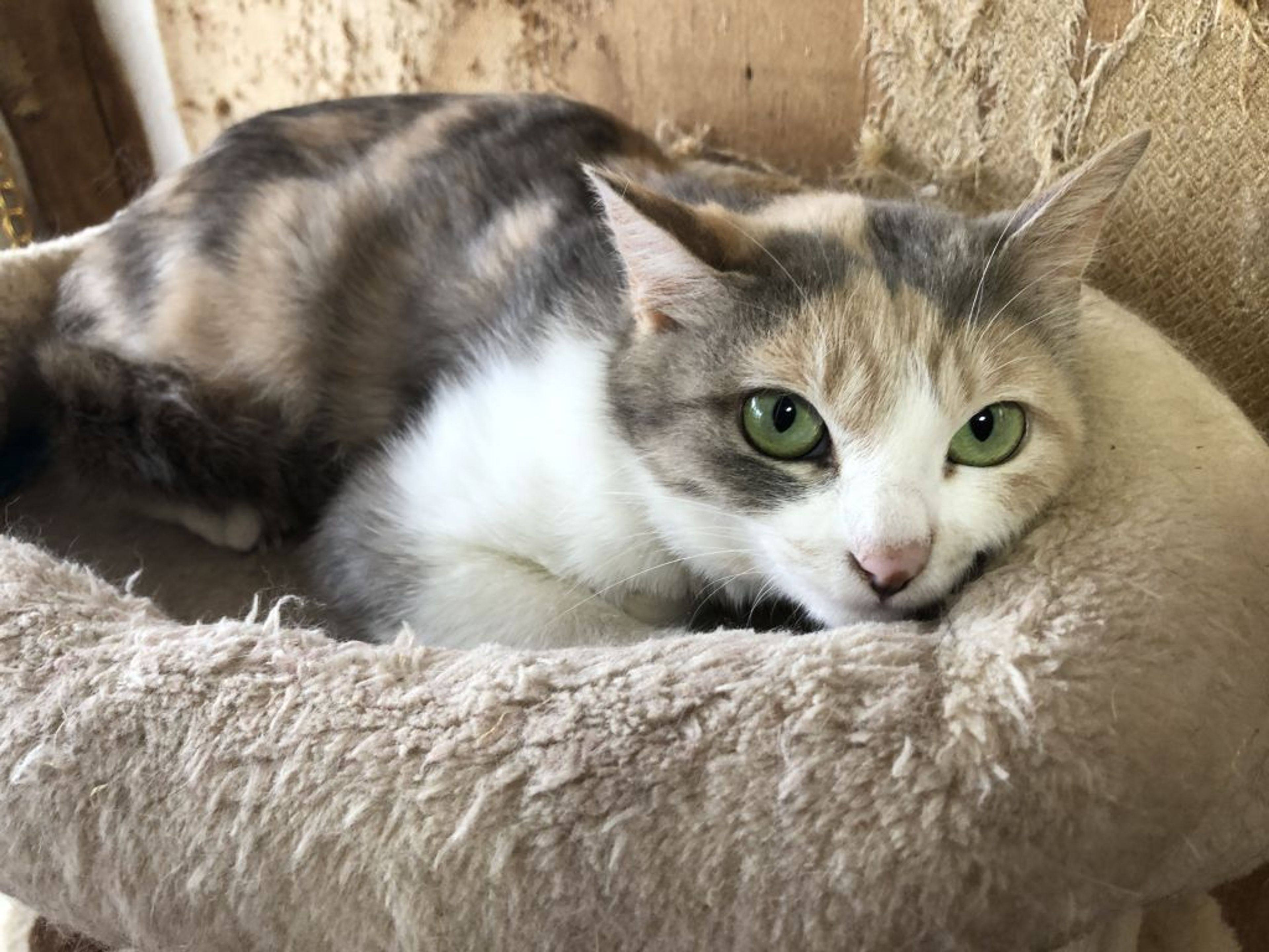 pet-image-3