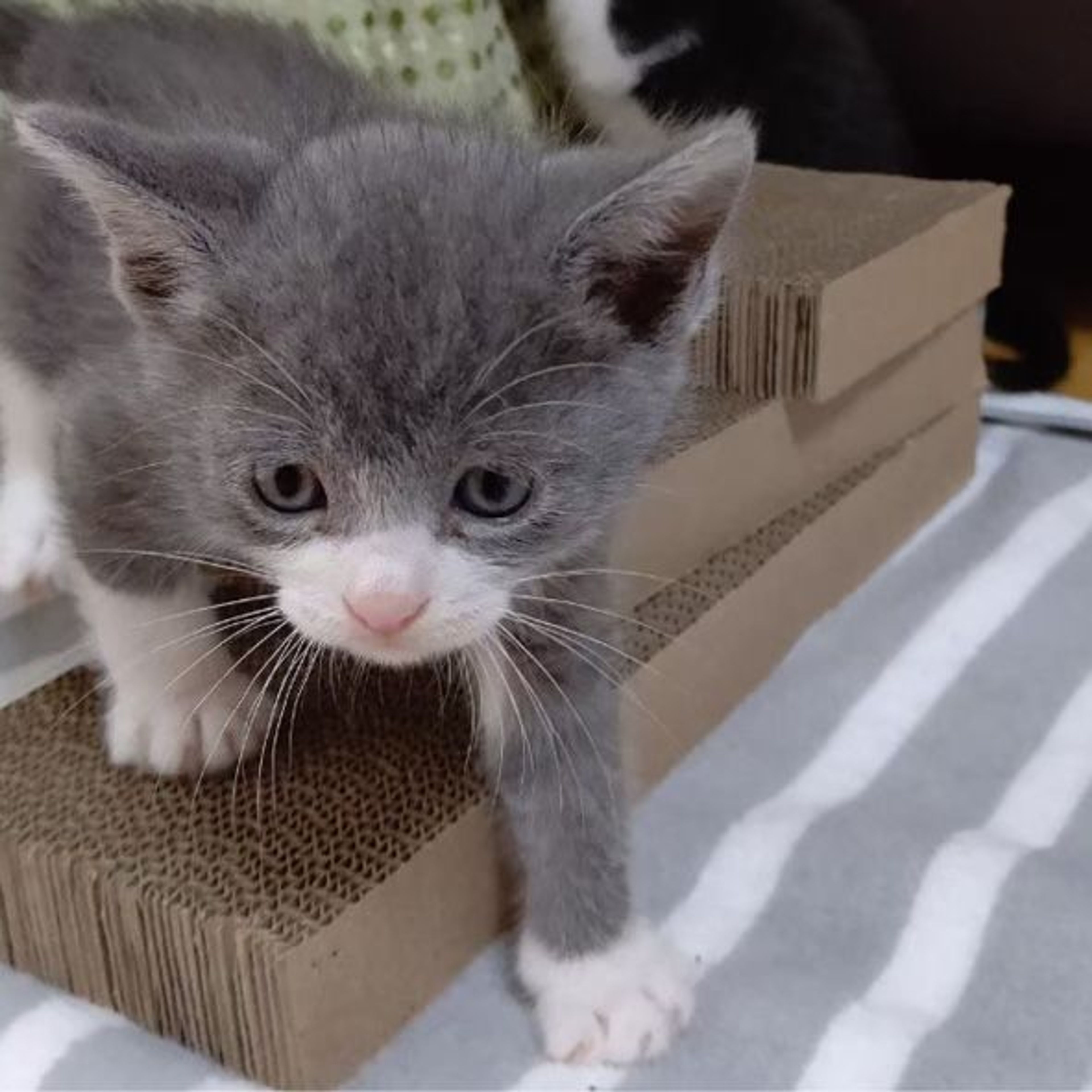 雑種（ミックス猫）・オスの里親募集の写真