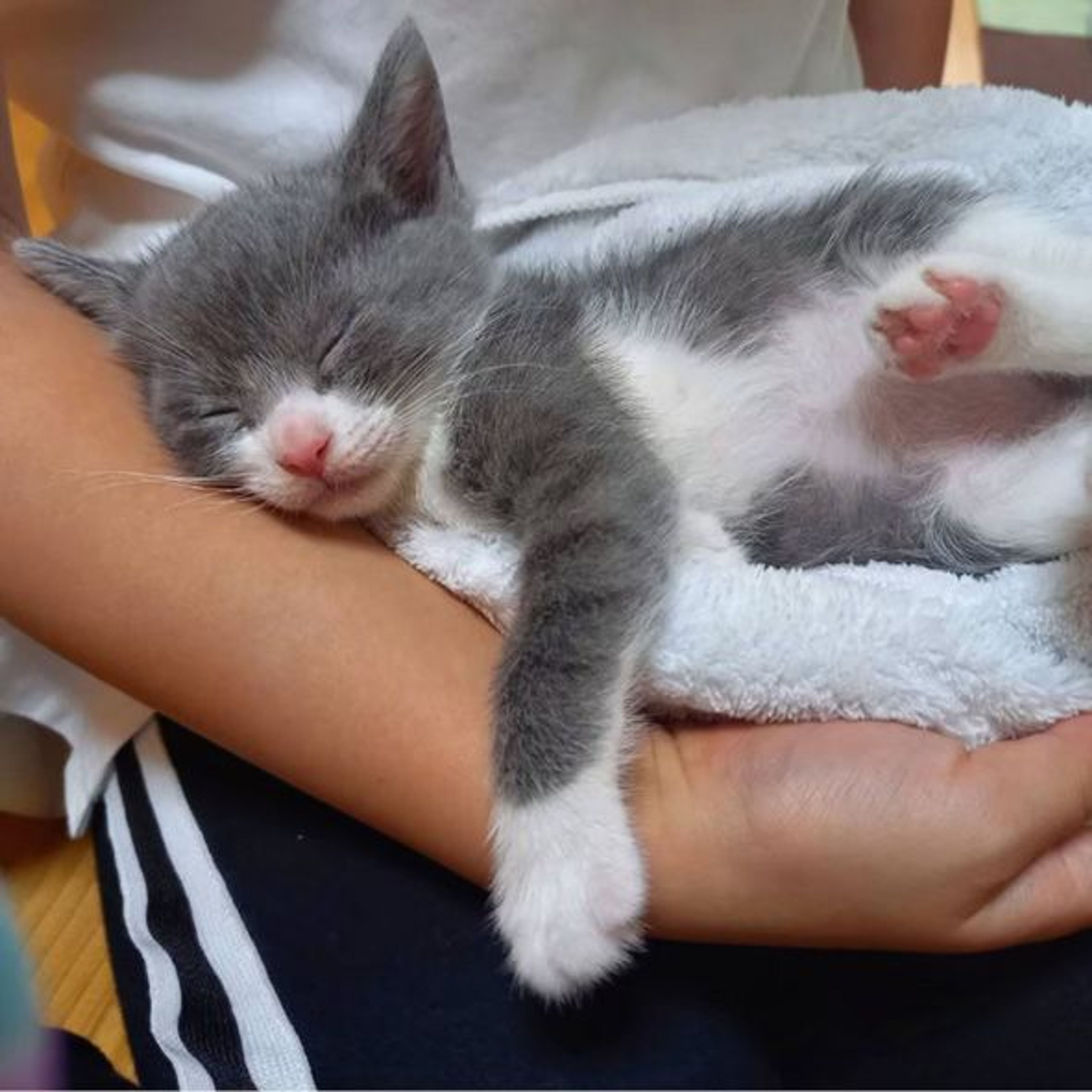 pet-image-2