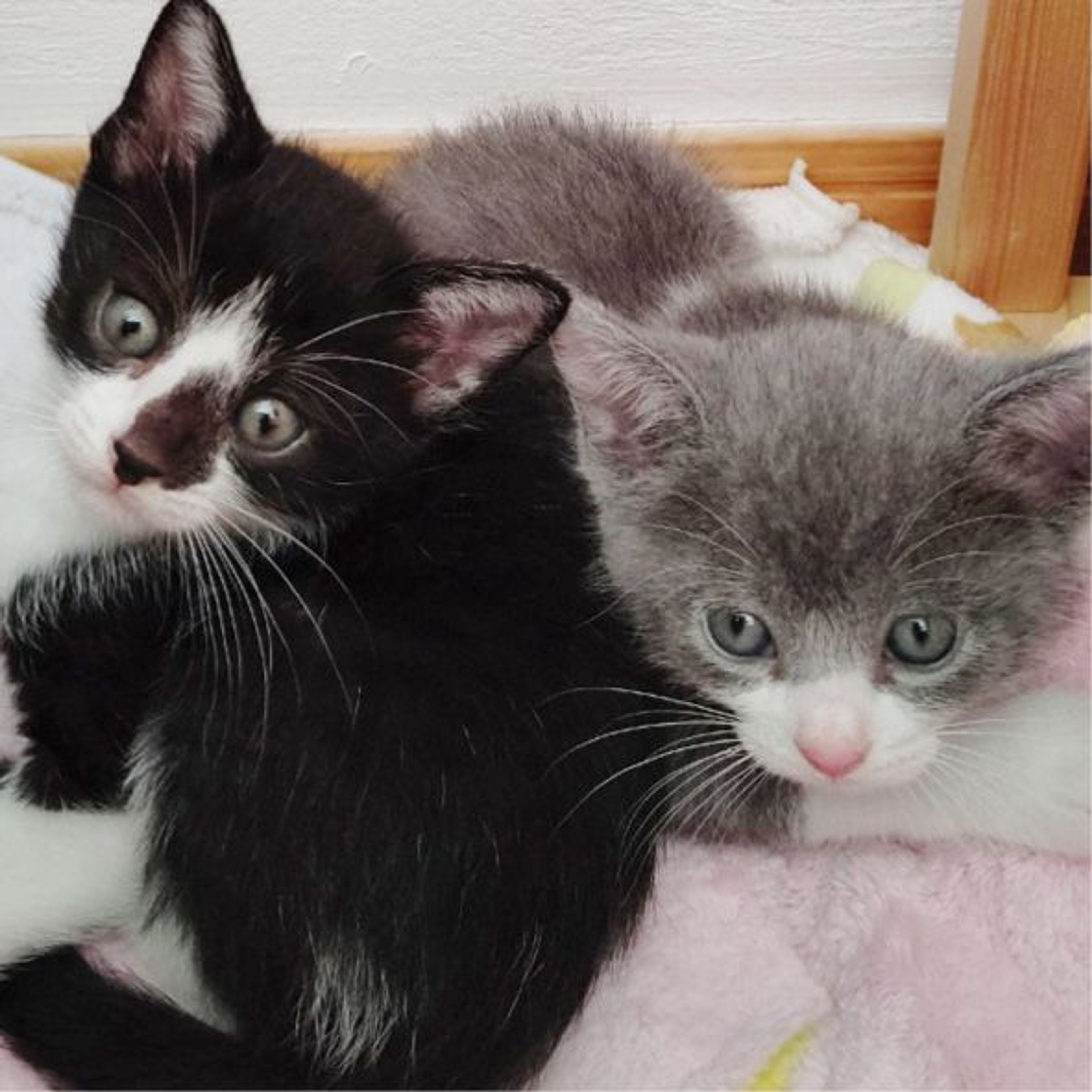 pet-image-4