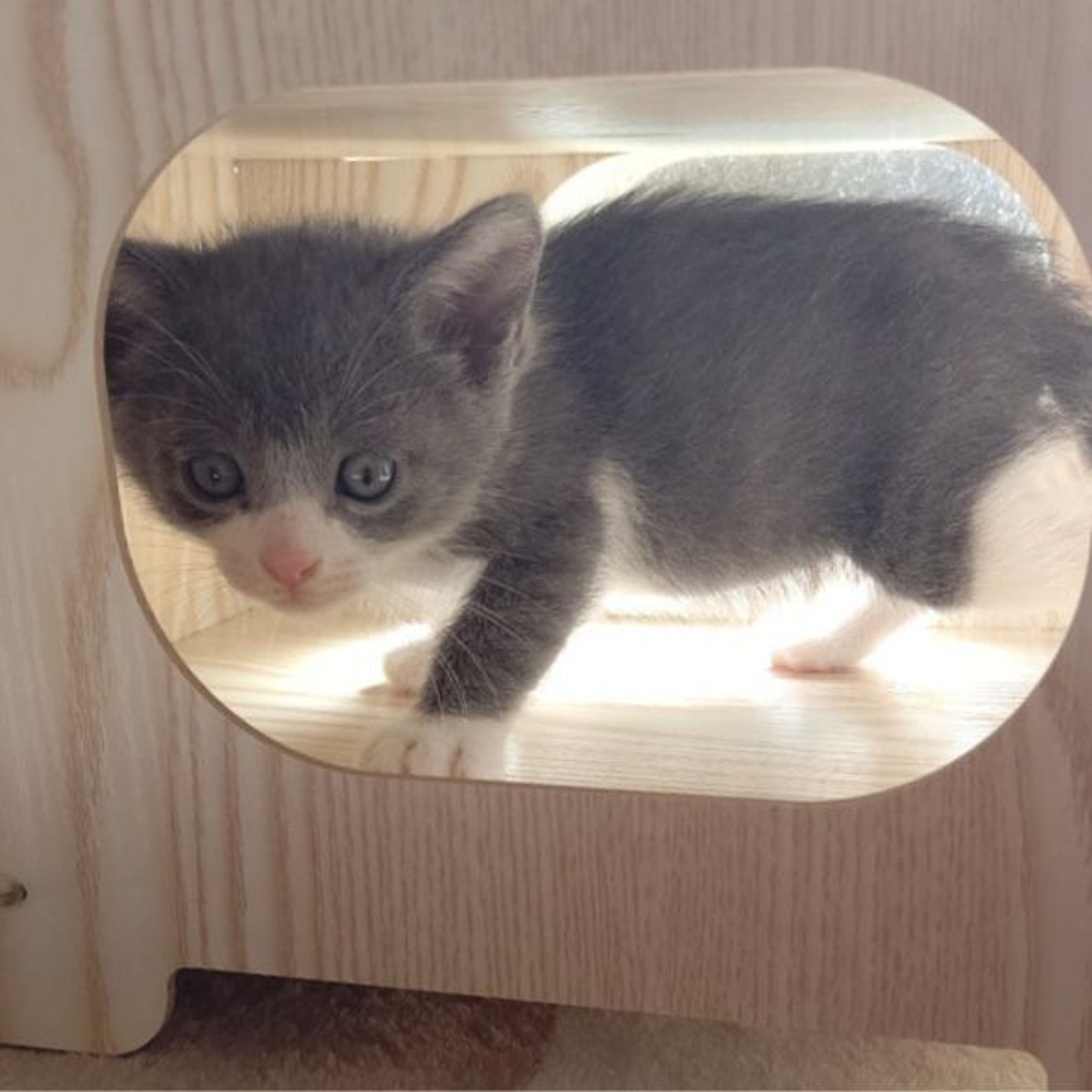 pet-image-6