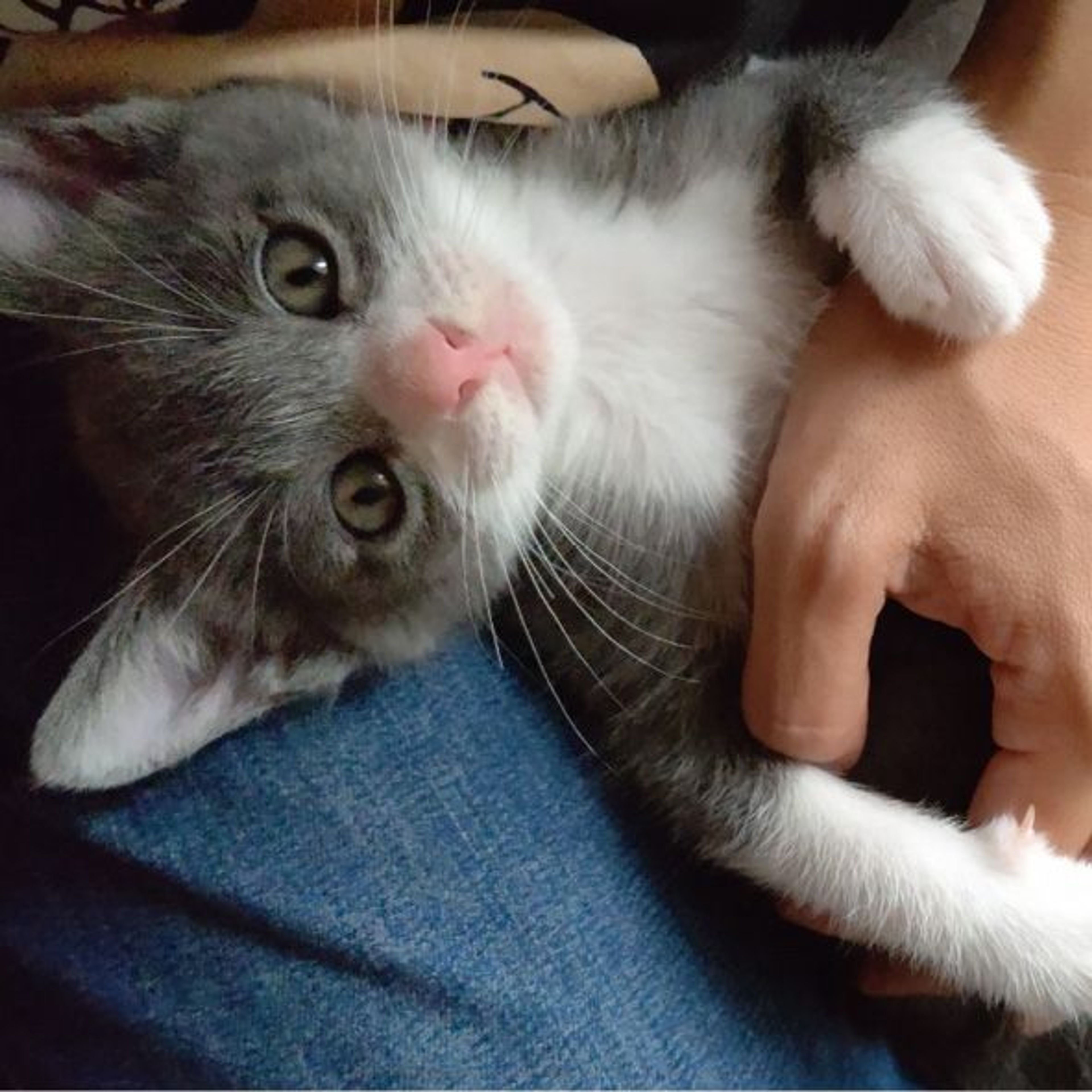 pet-image-8
