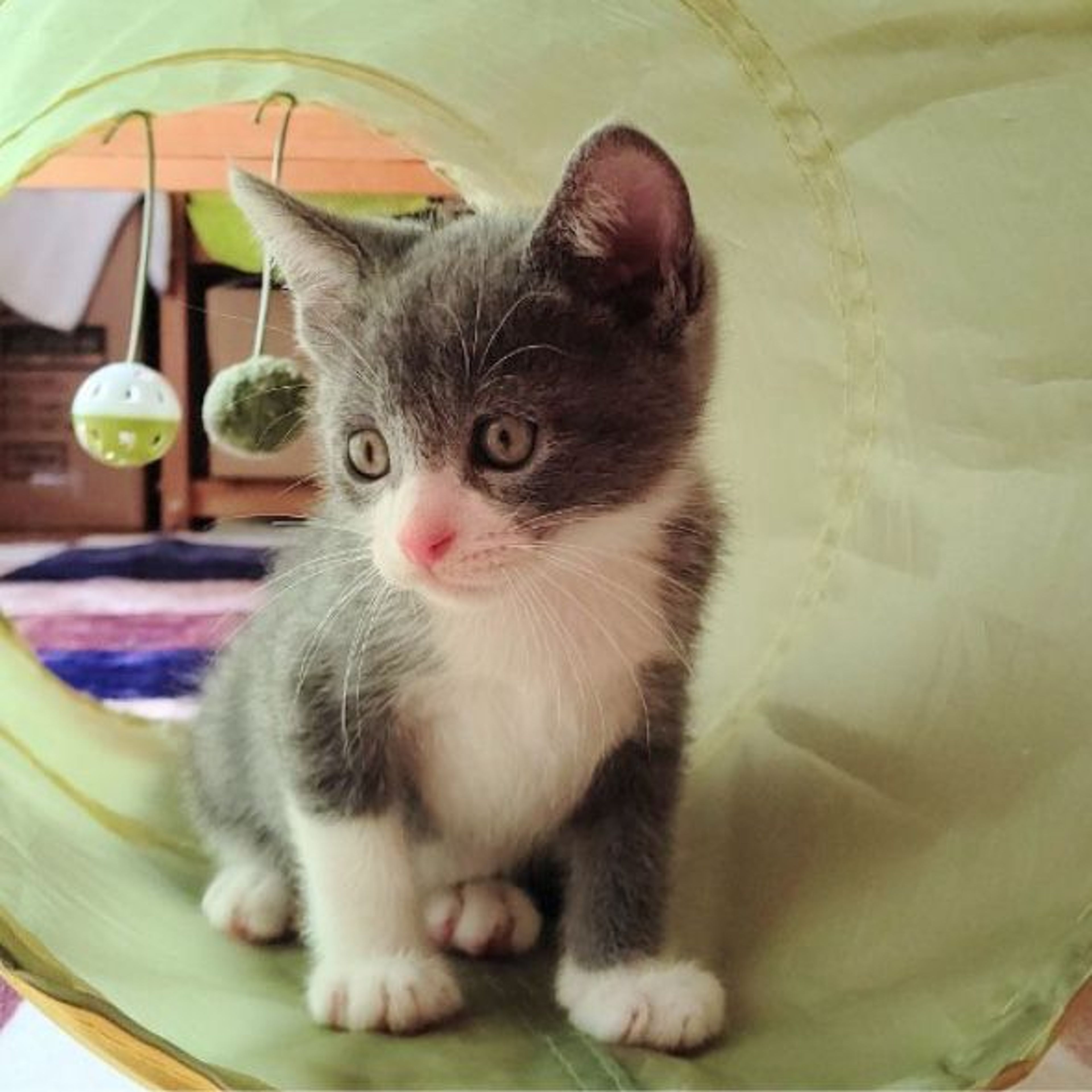 pet-image-9