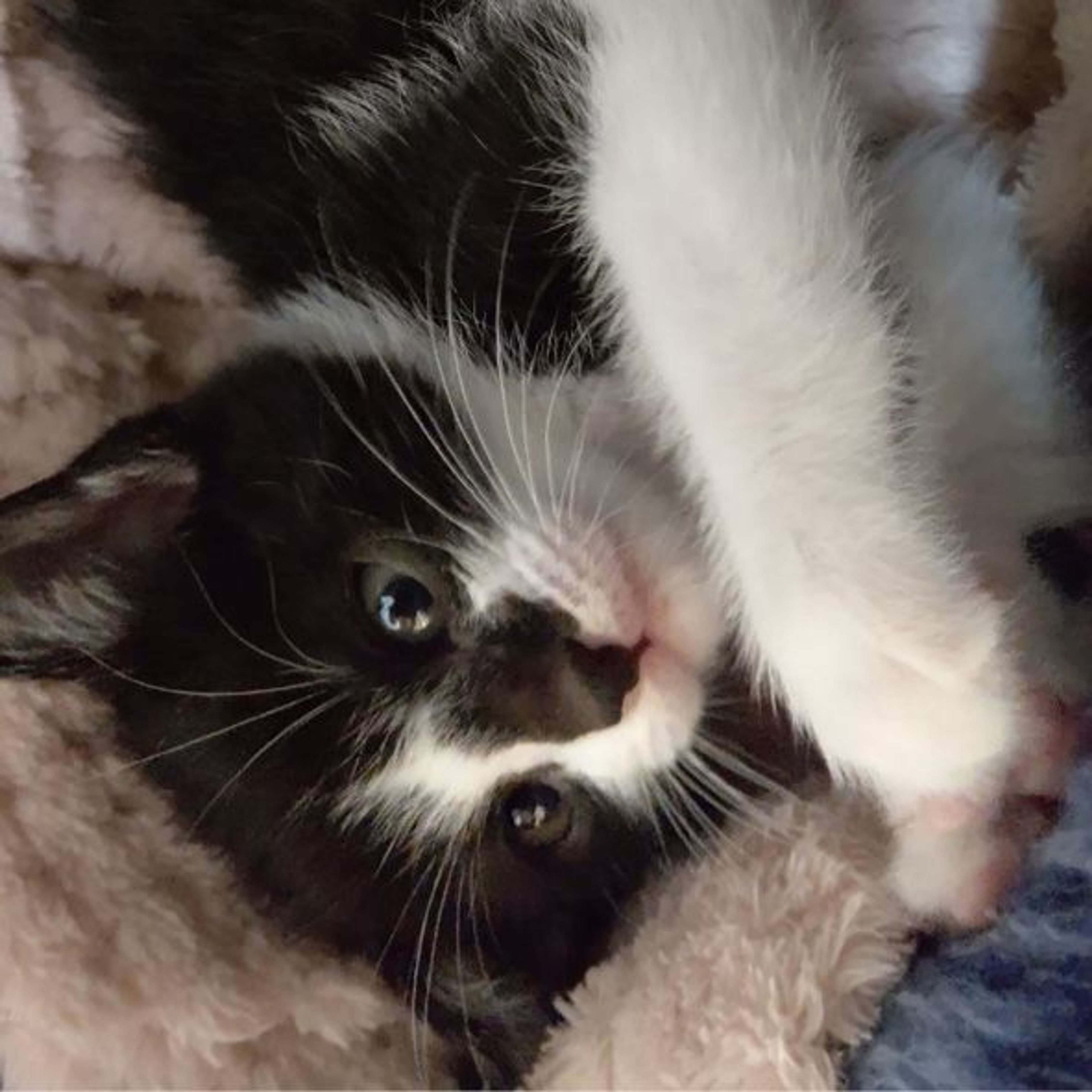 pet-image-2