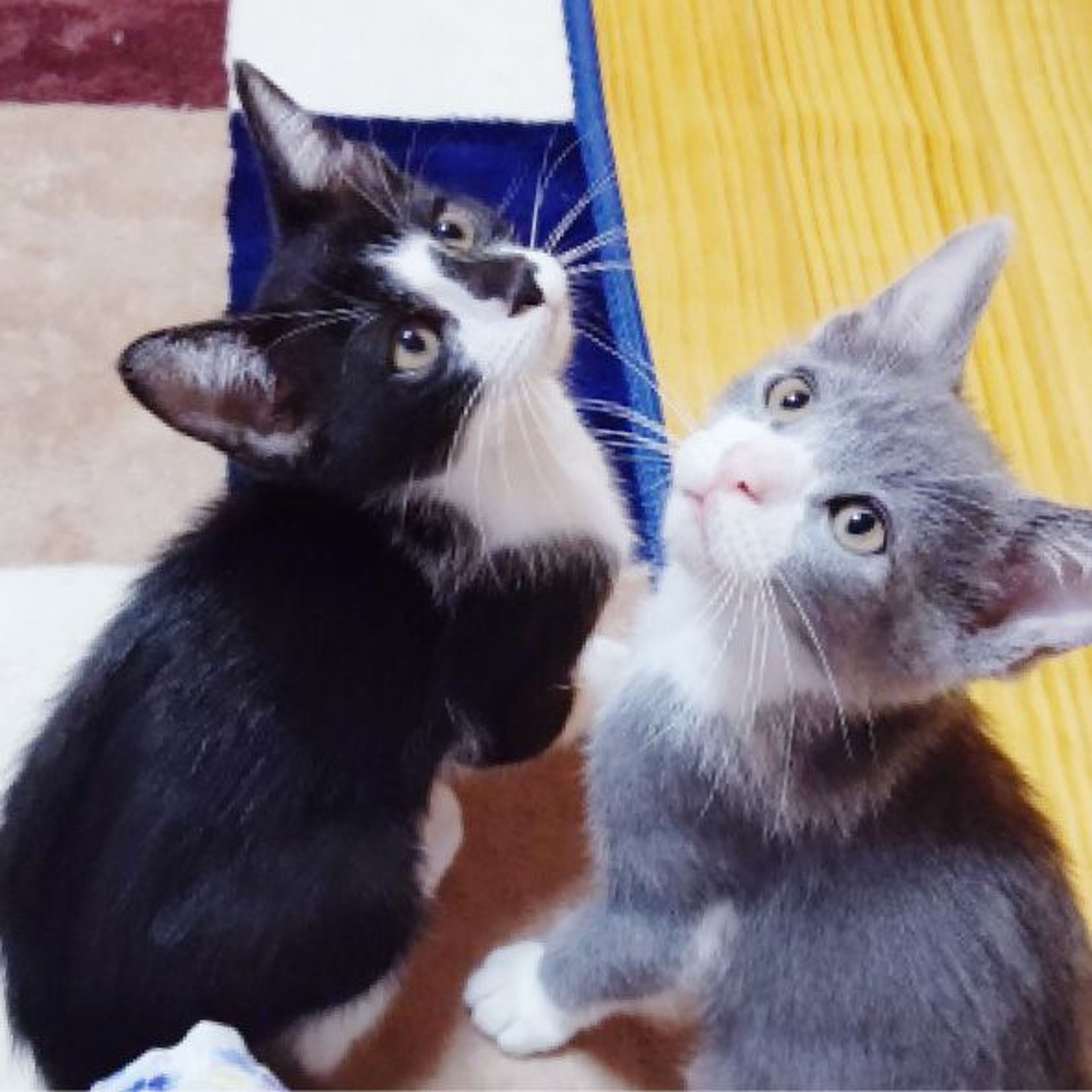 pet-image-4