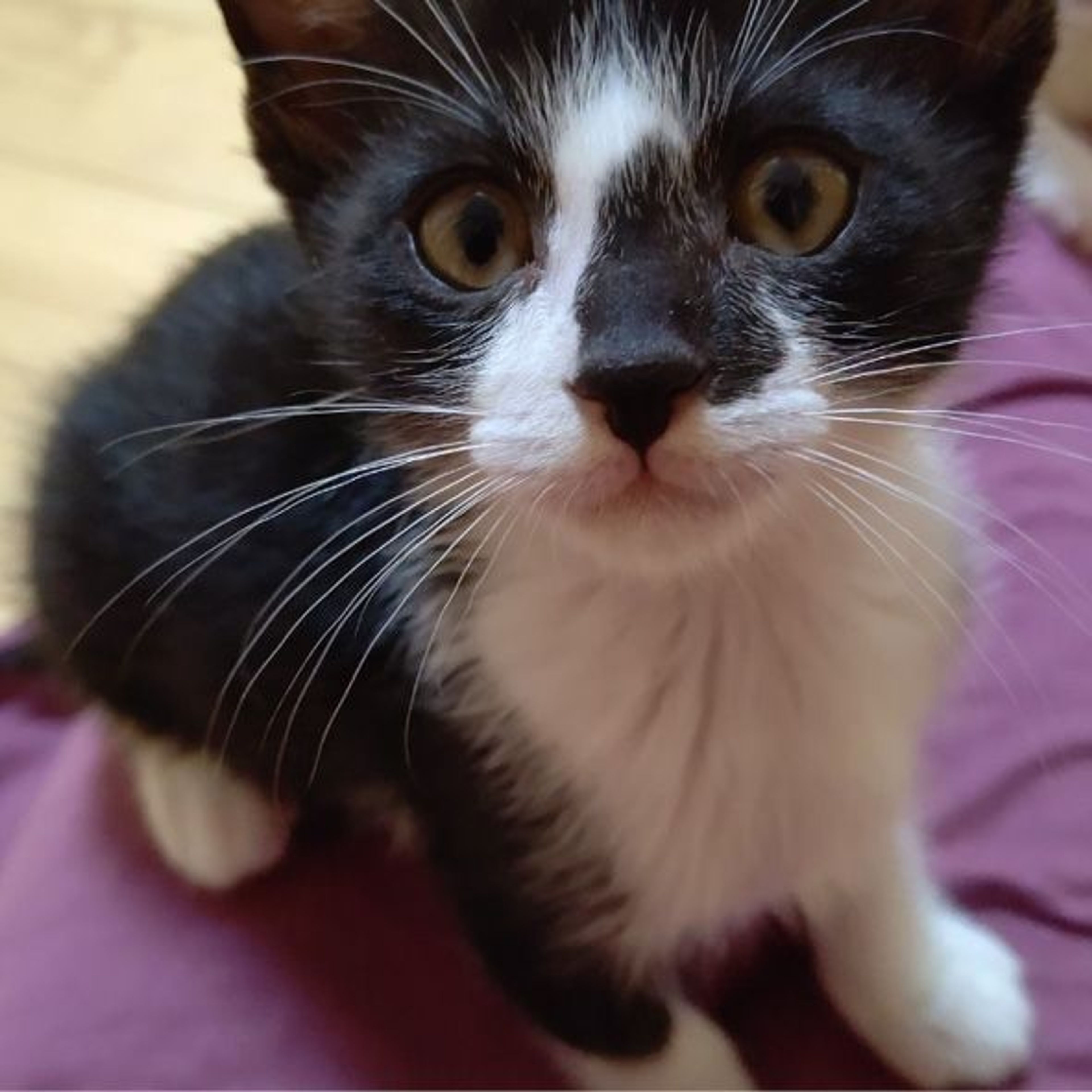 pet-image-8