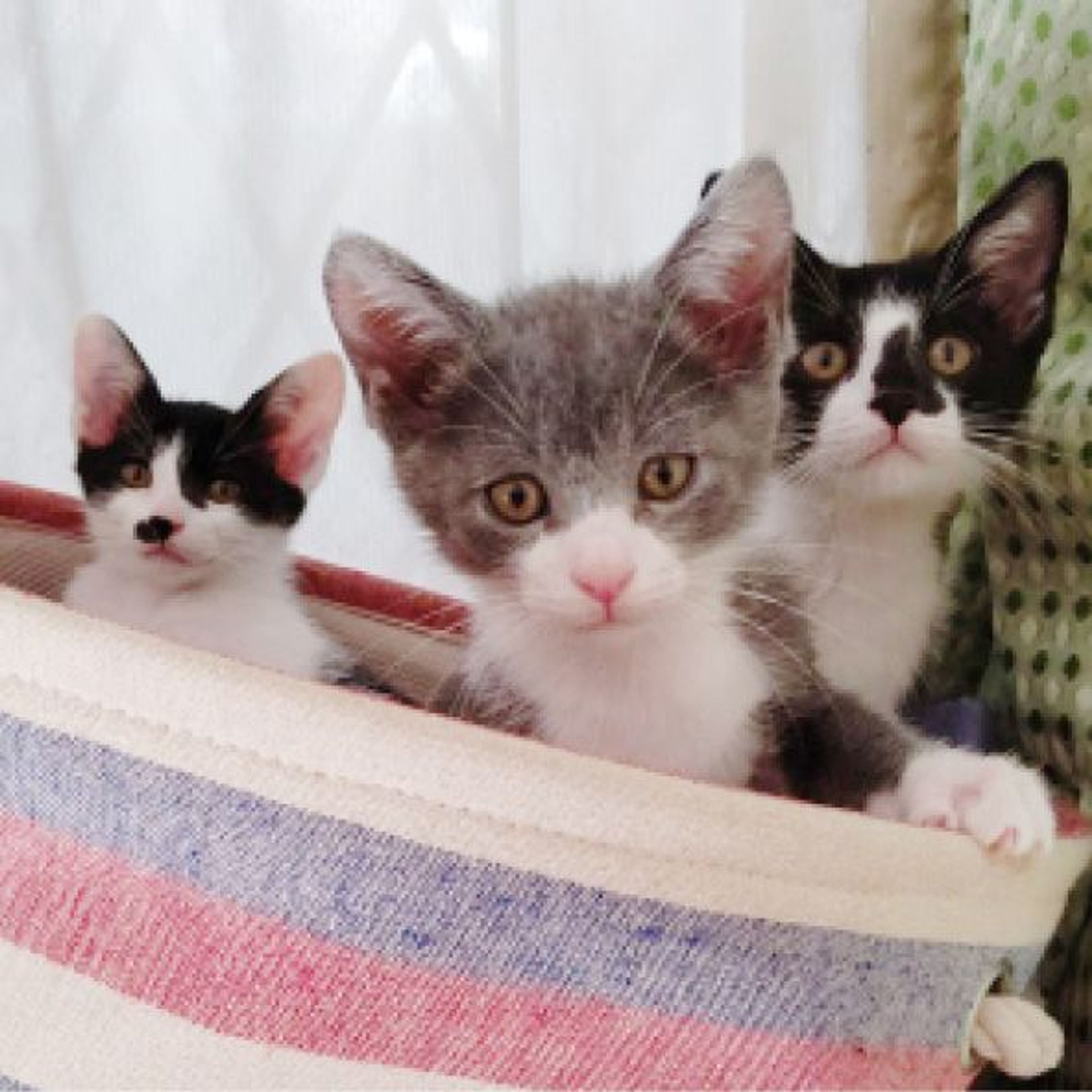 pet-image-9