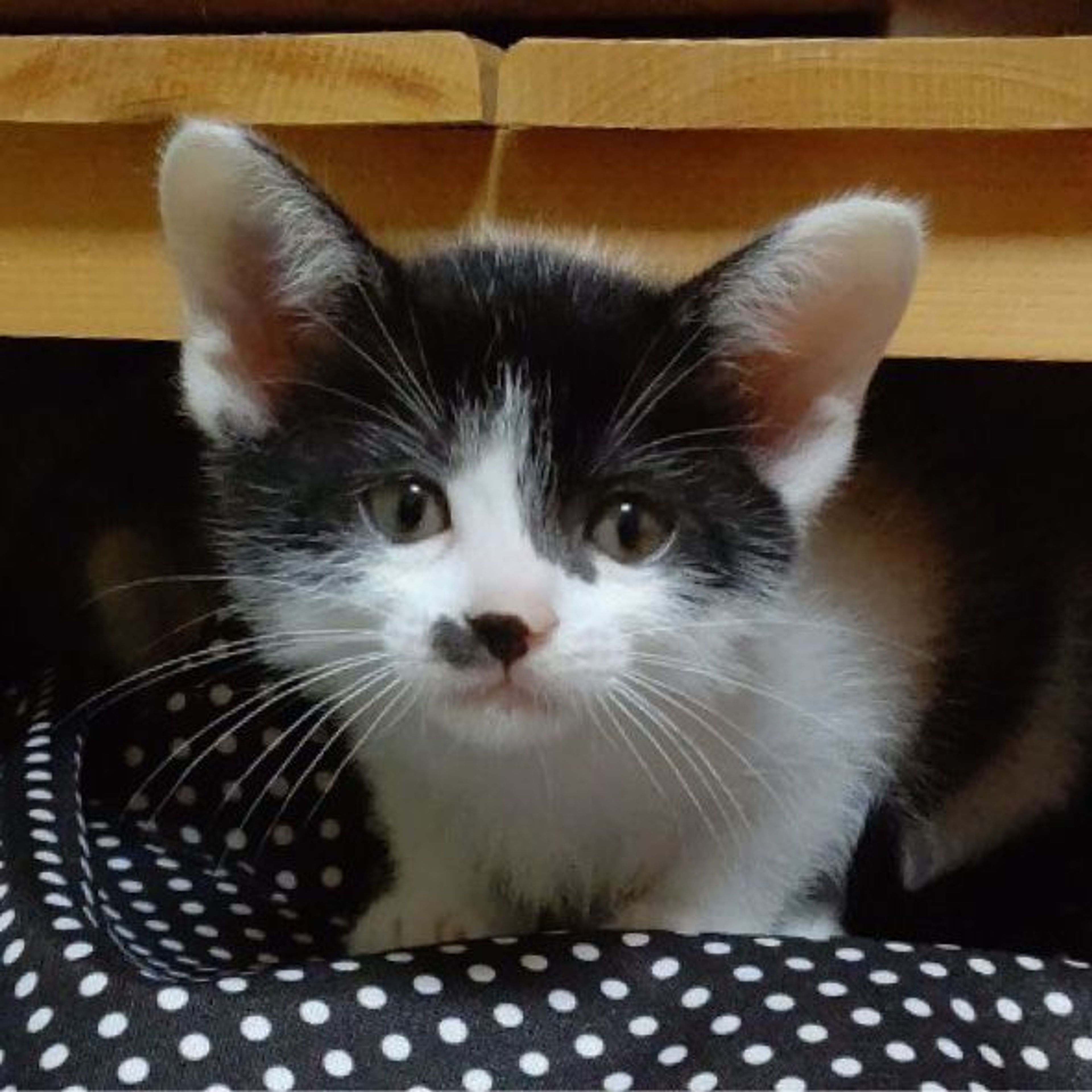 雑種（ミックス猫）・メスの里親募集の写真