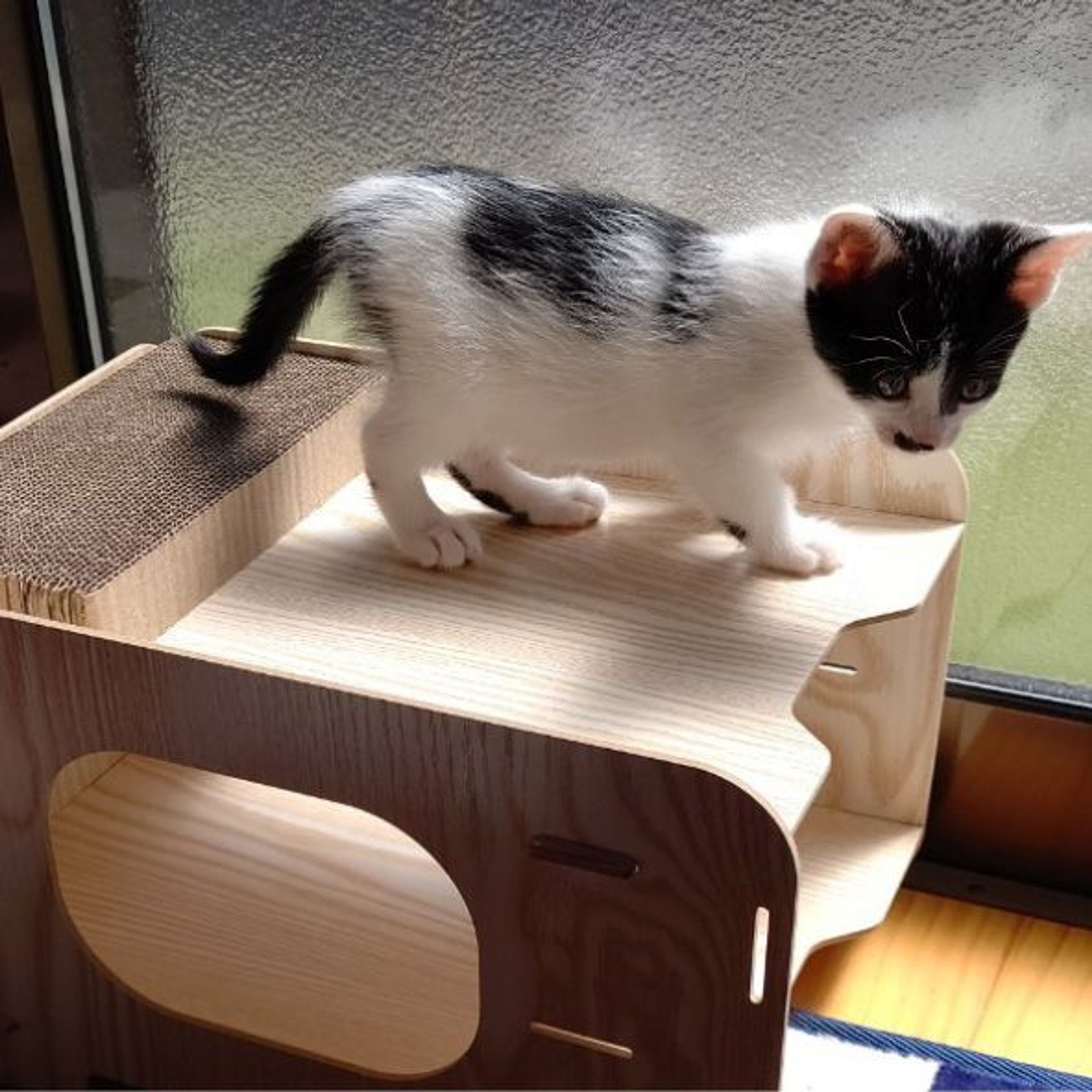 pet-image-3