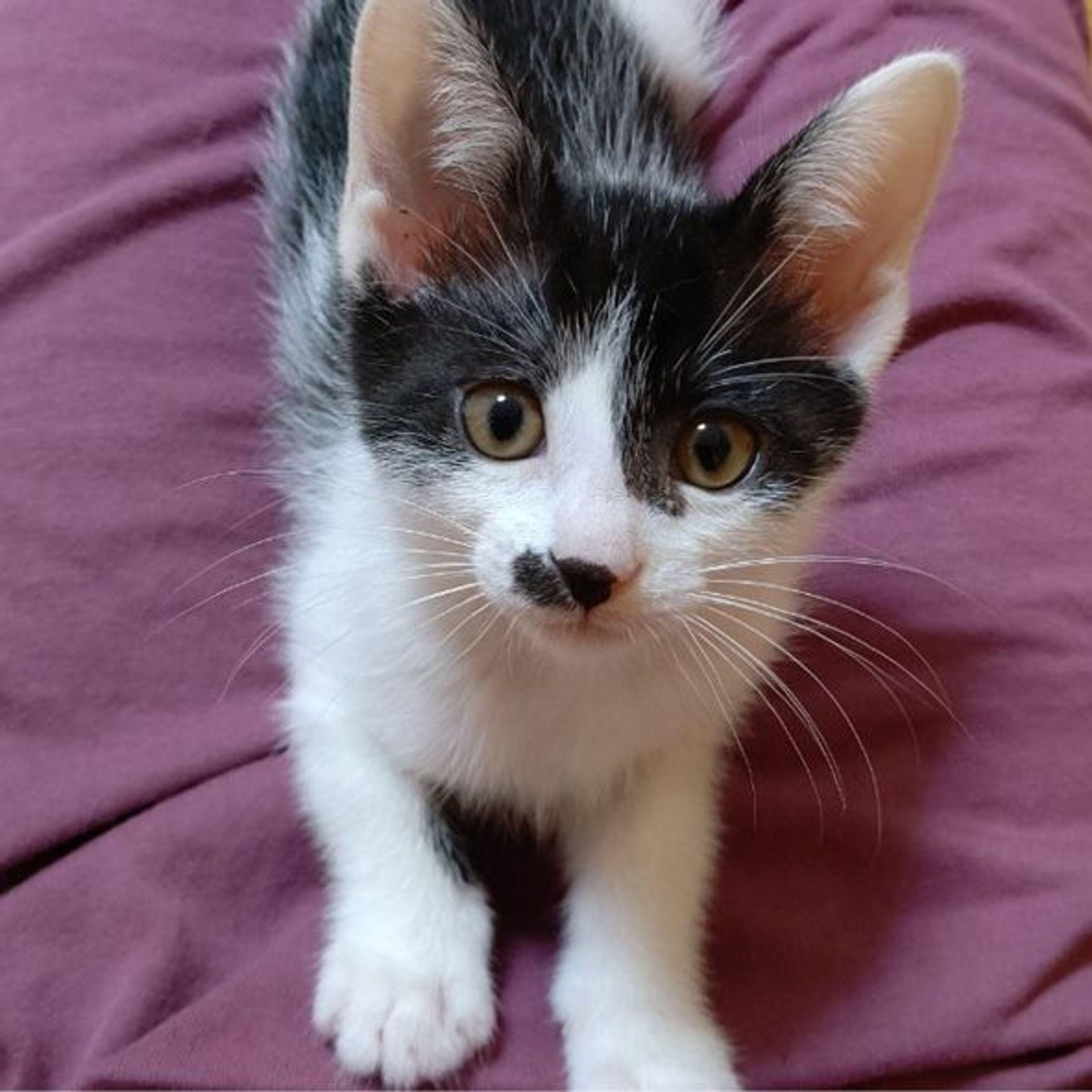 pet-image-4