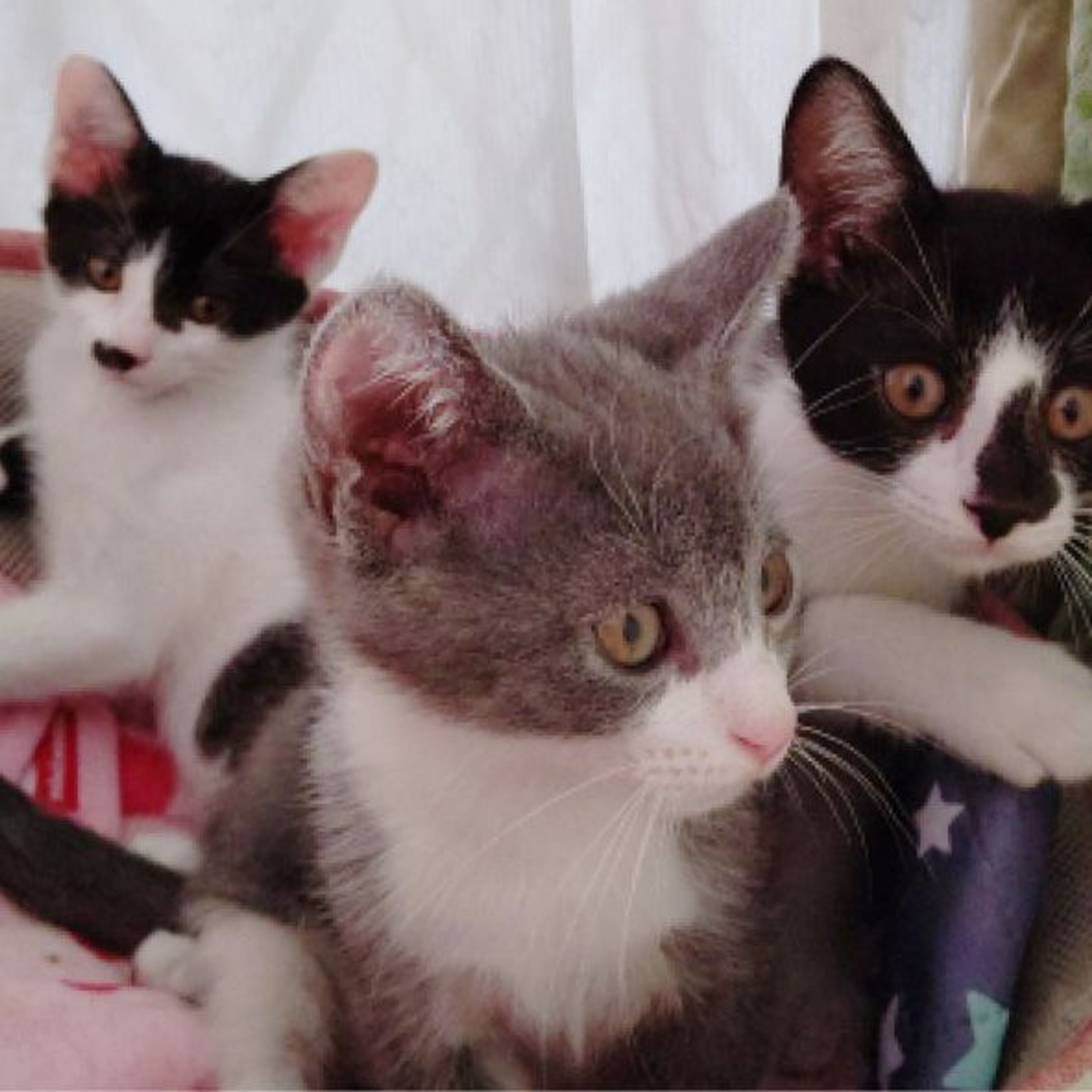 pet-image-5