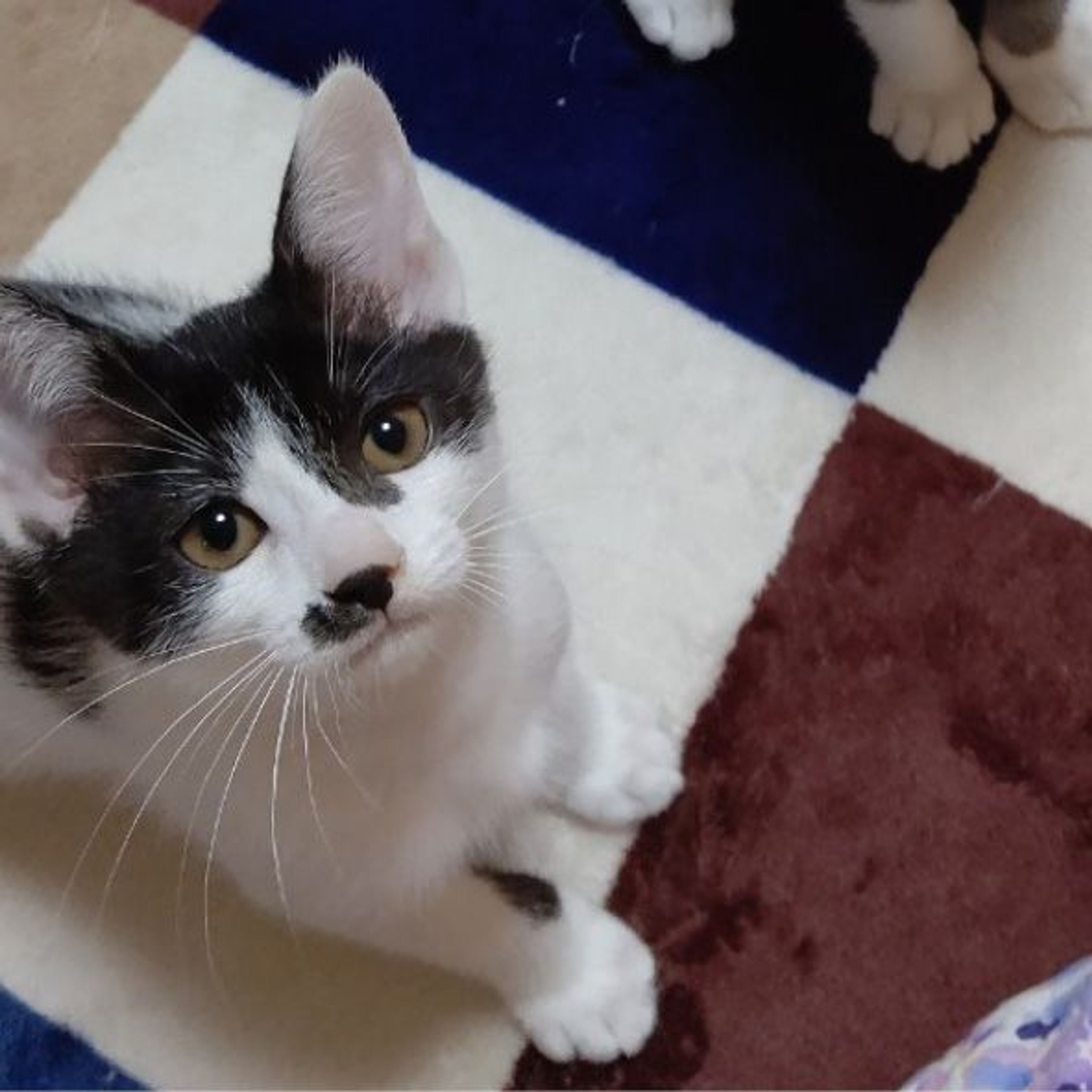 pet-image-6