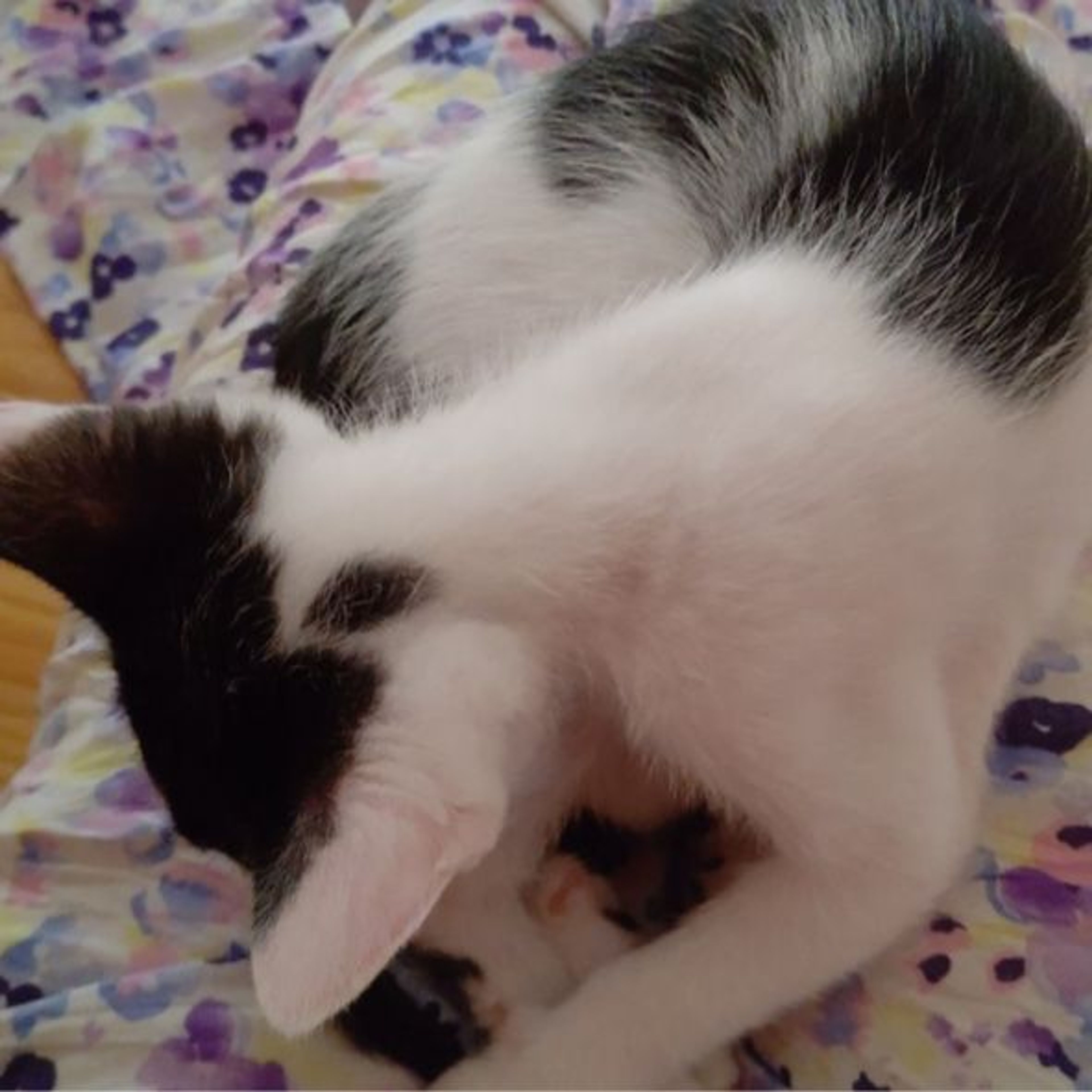 pet-image-8