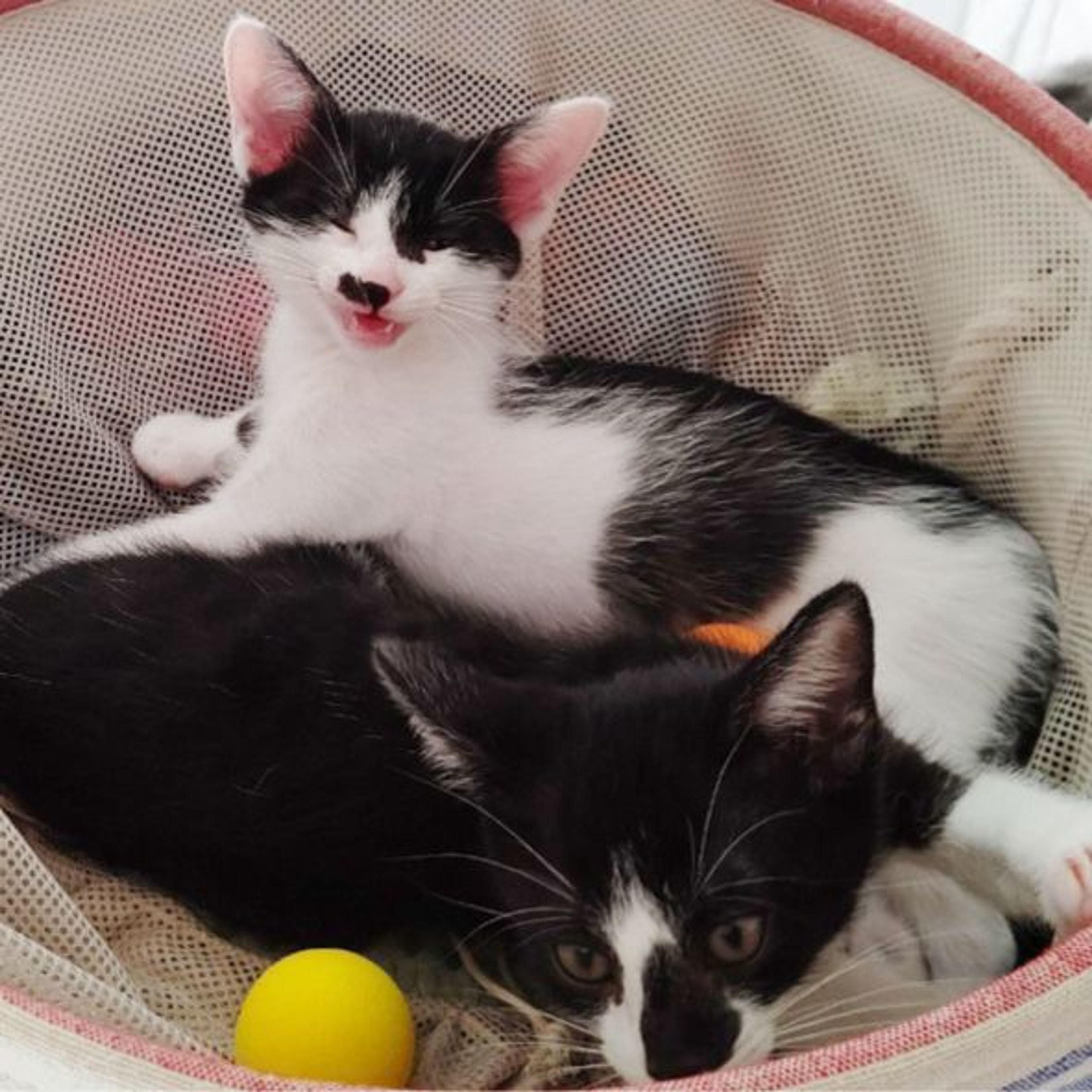 pet-image-9