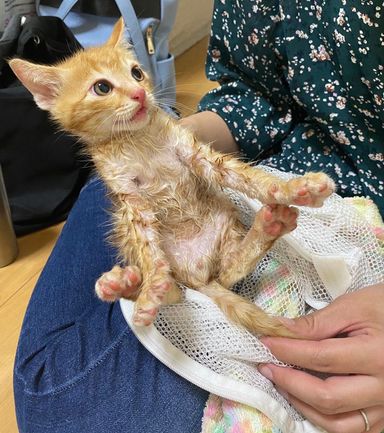 よたかの写真