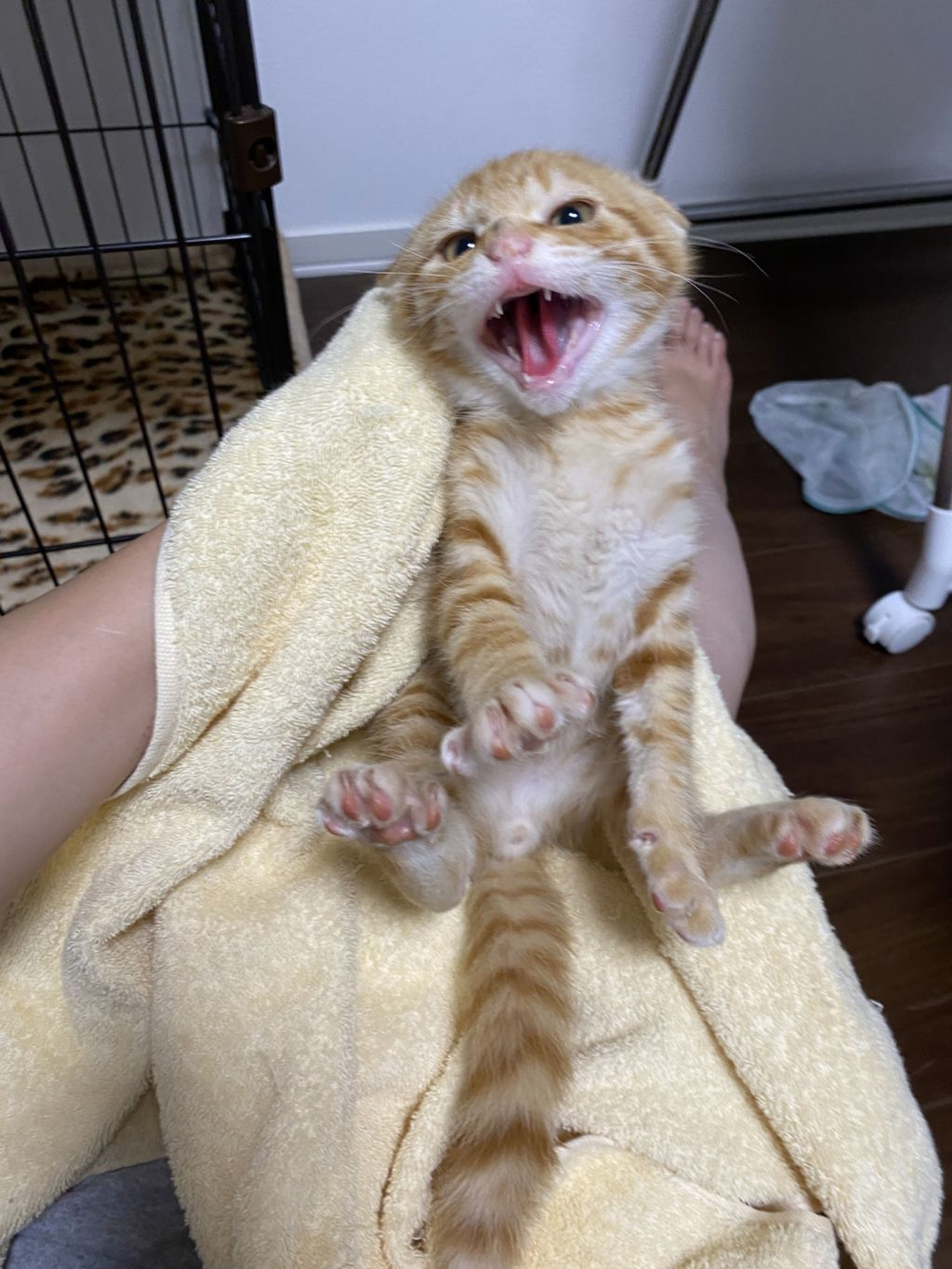 pet-image-3