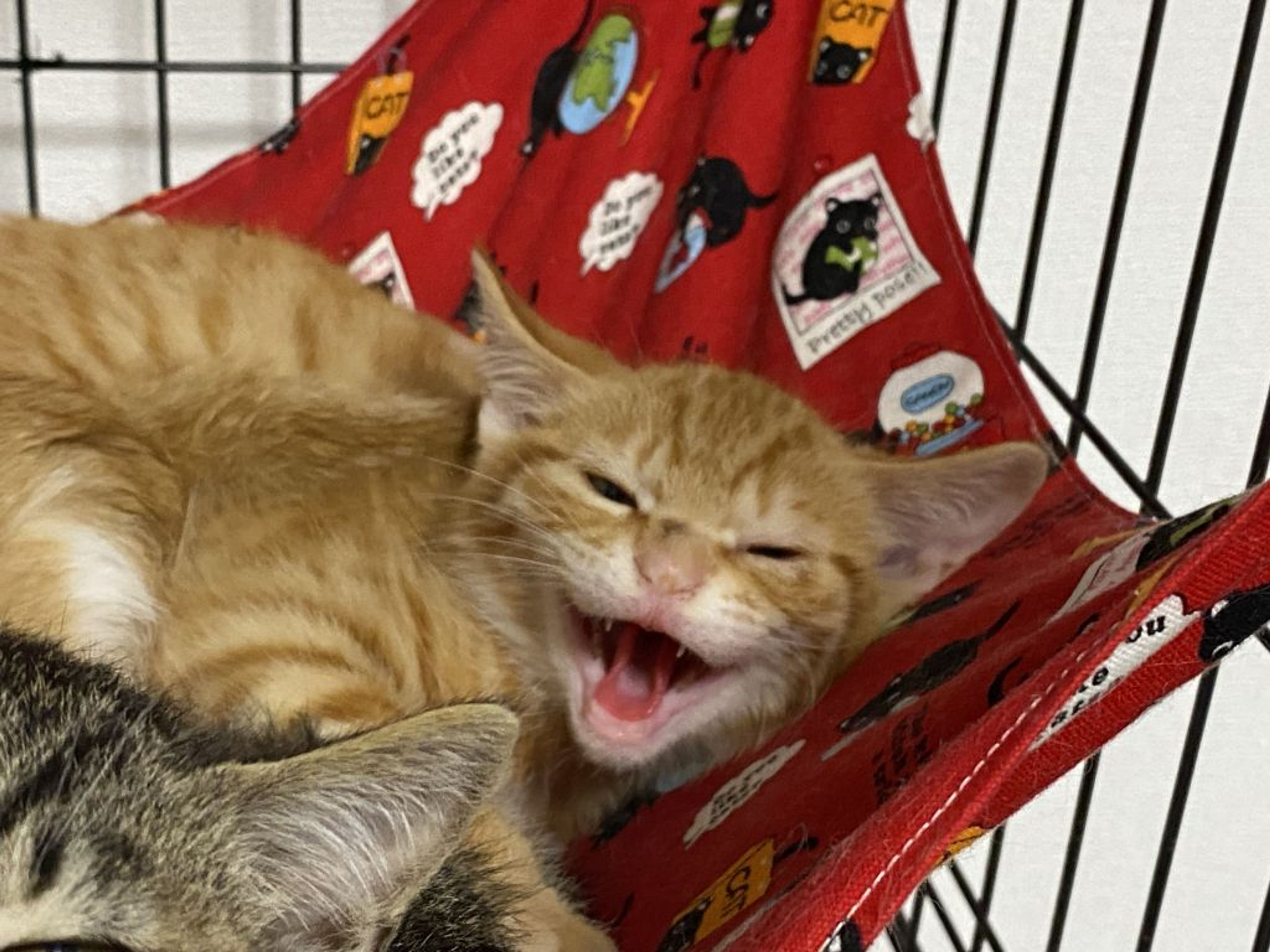pet-image-4