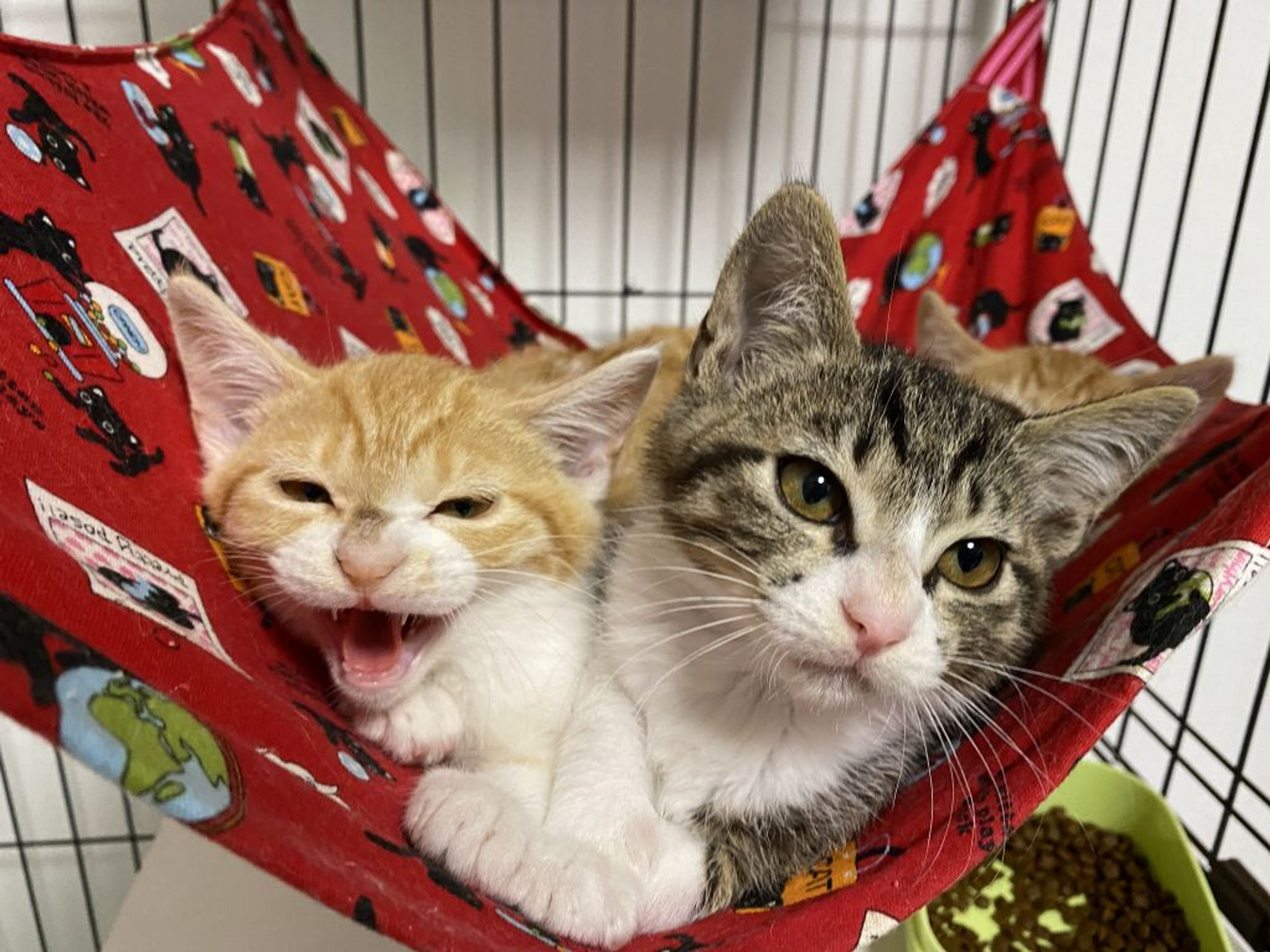 pet-image-3