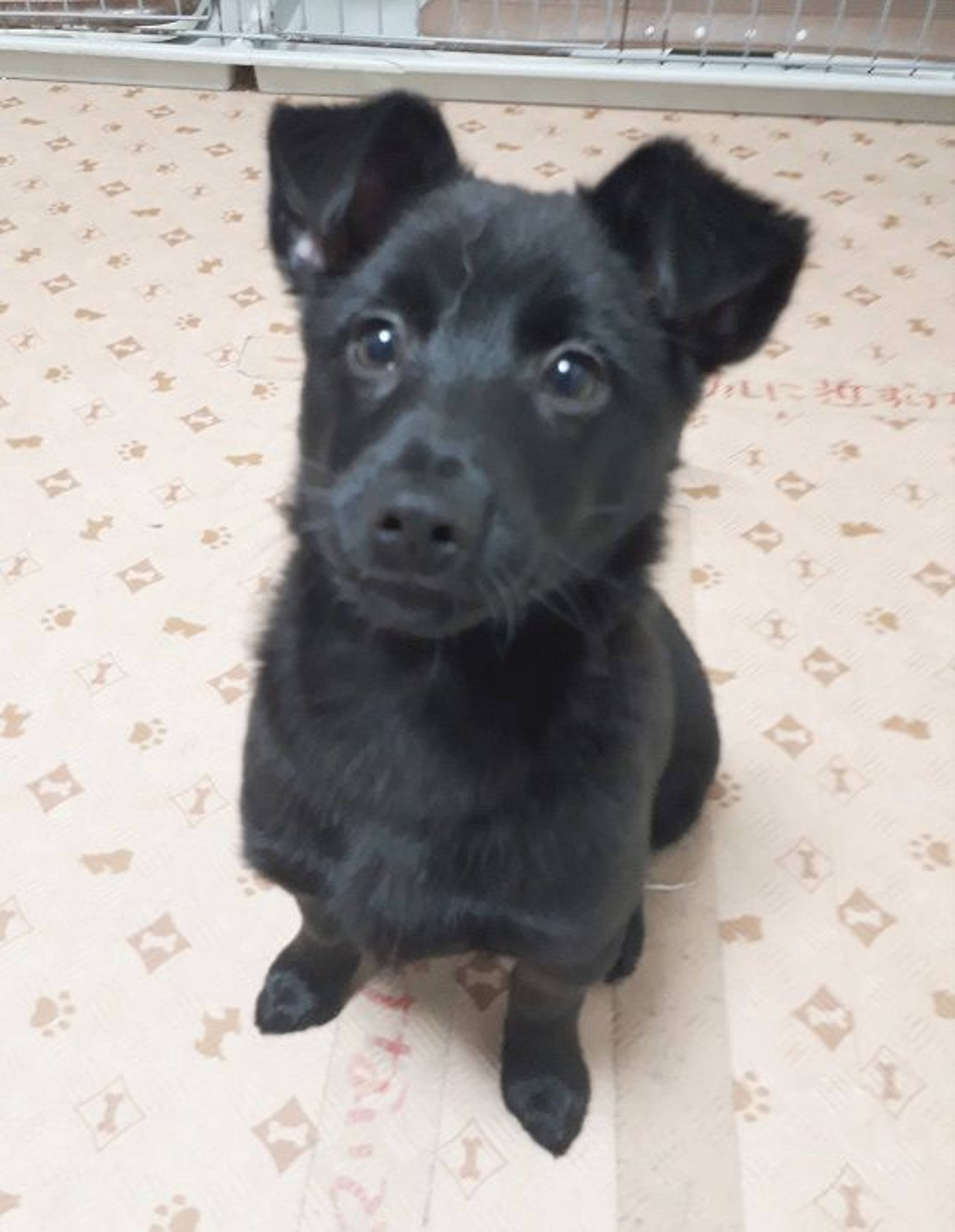 雑種（ミックス犬）・メスの里親募集の写真