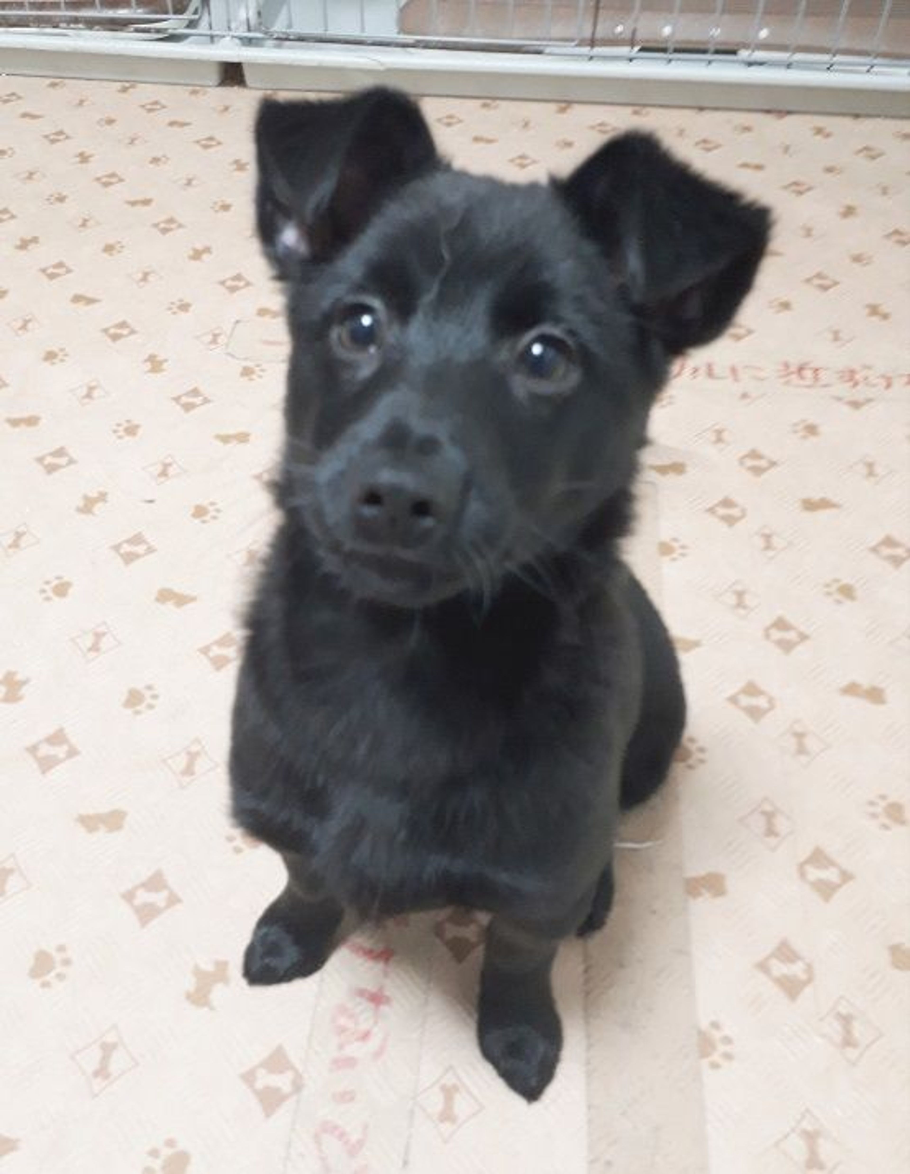雑種（ミックス犬）・メスの里親募集の写真