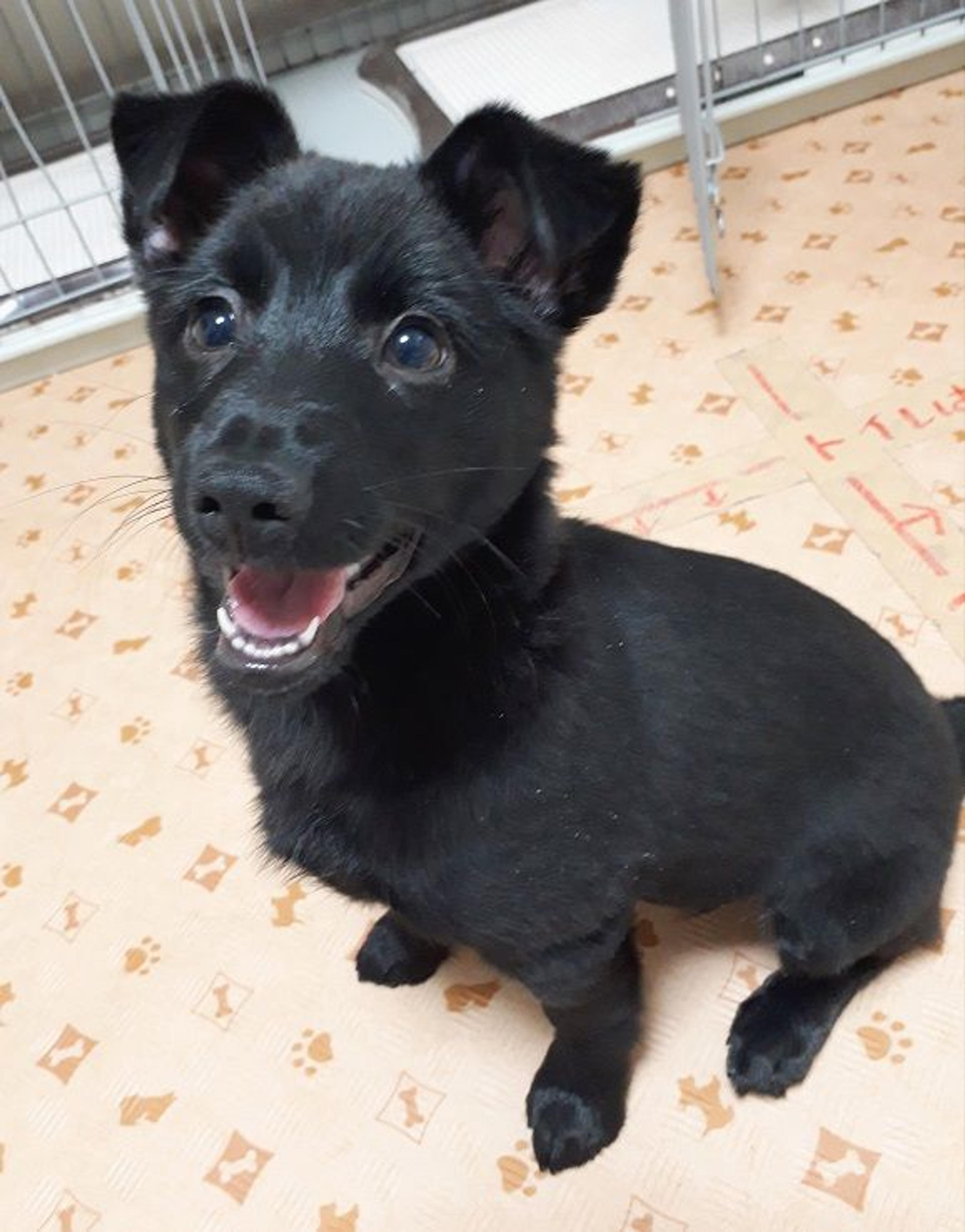 pet-image-2