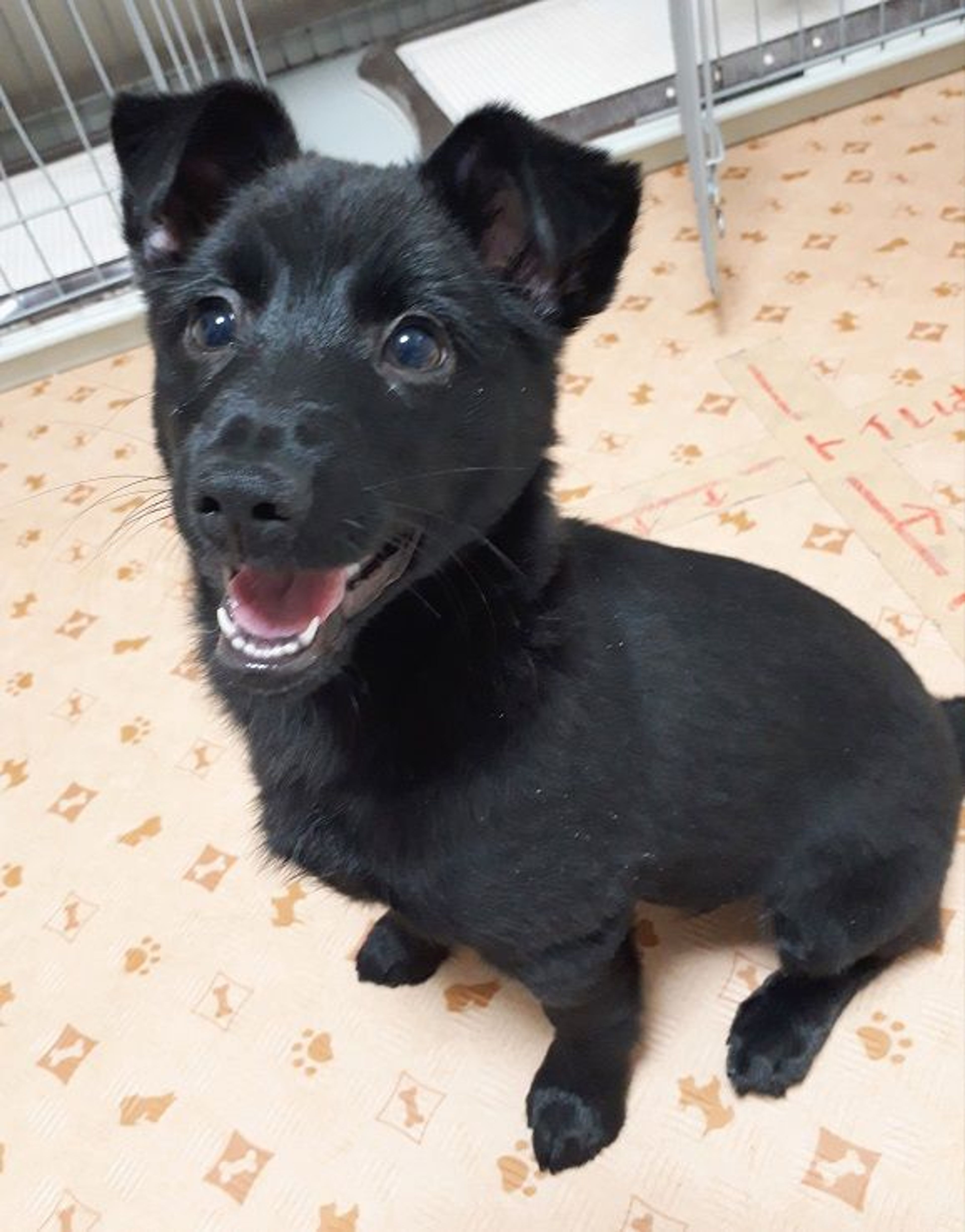 pet-image-2
