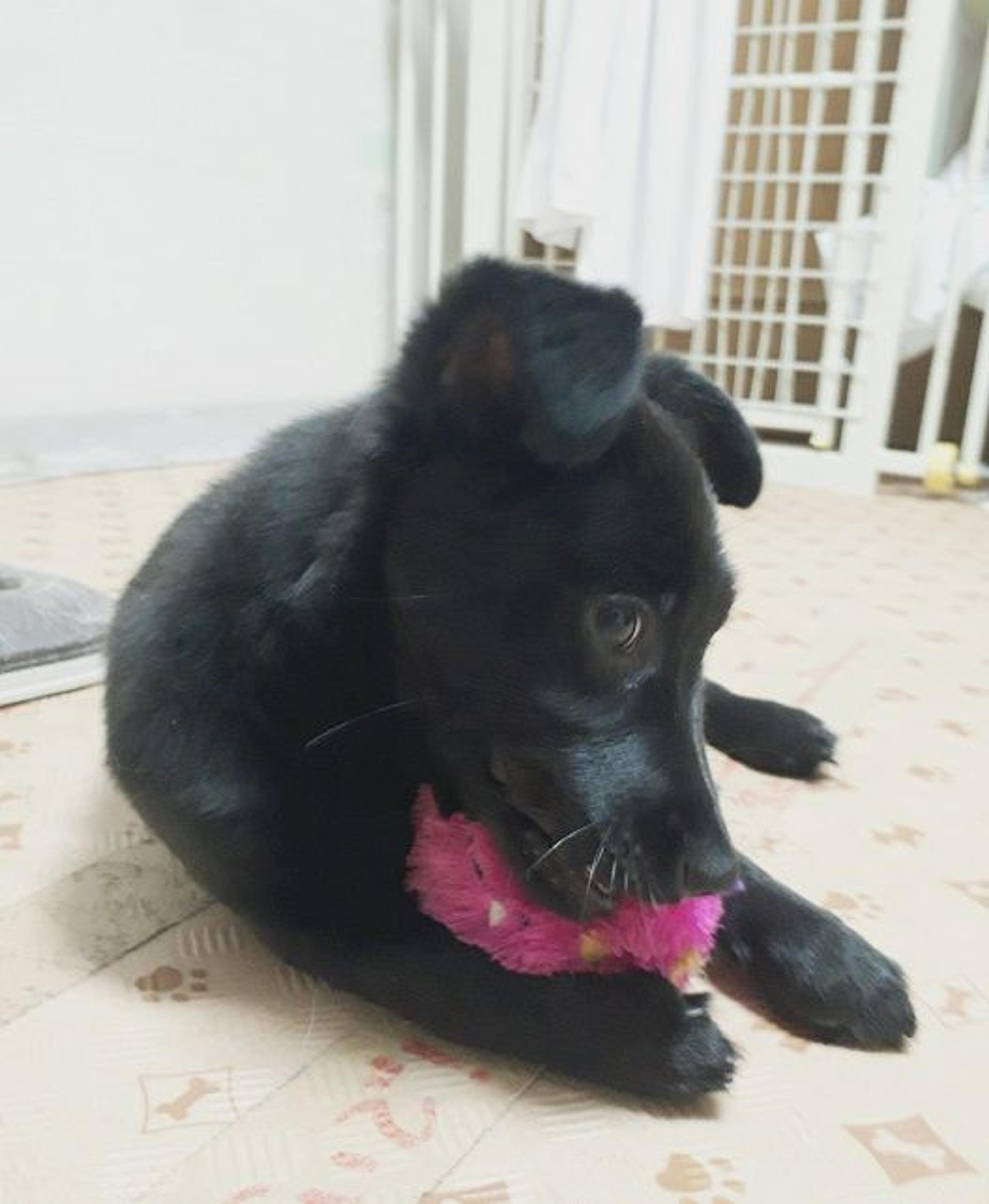 pet-image-3