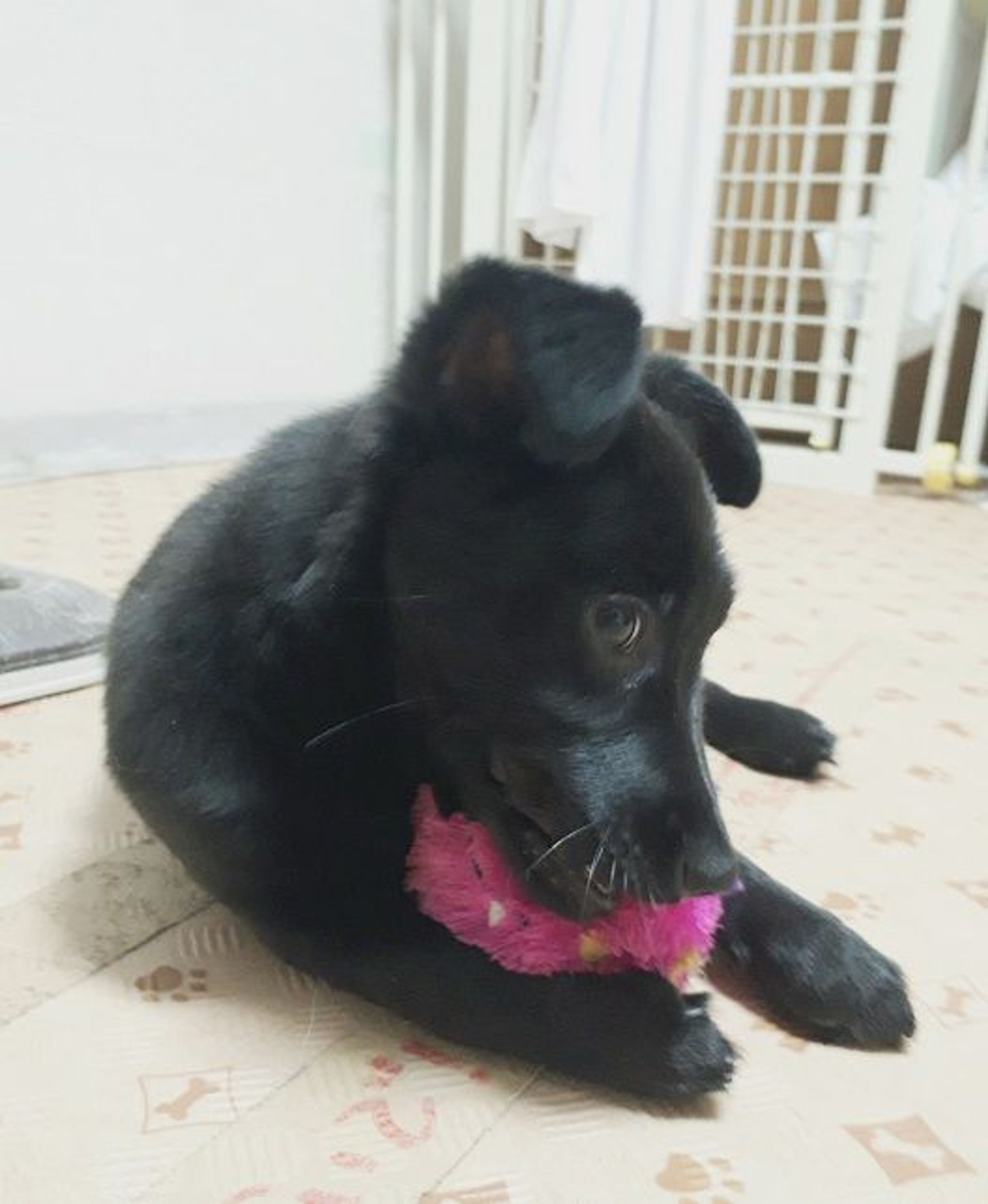 pet-image-3