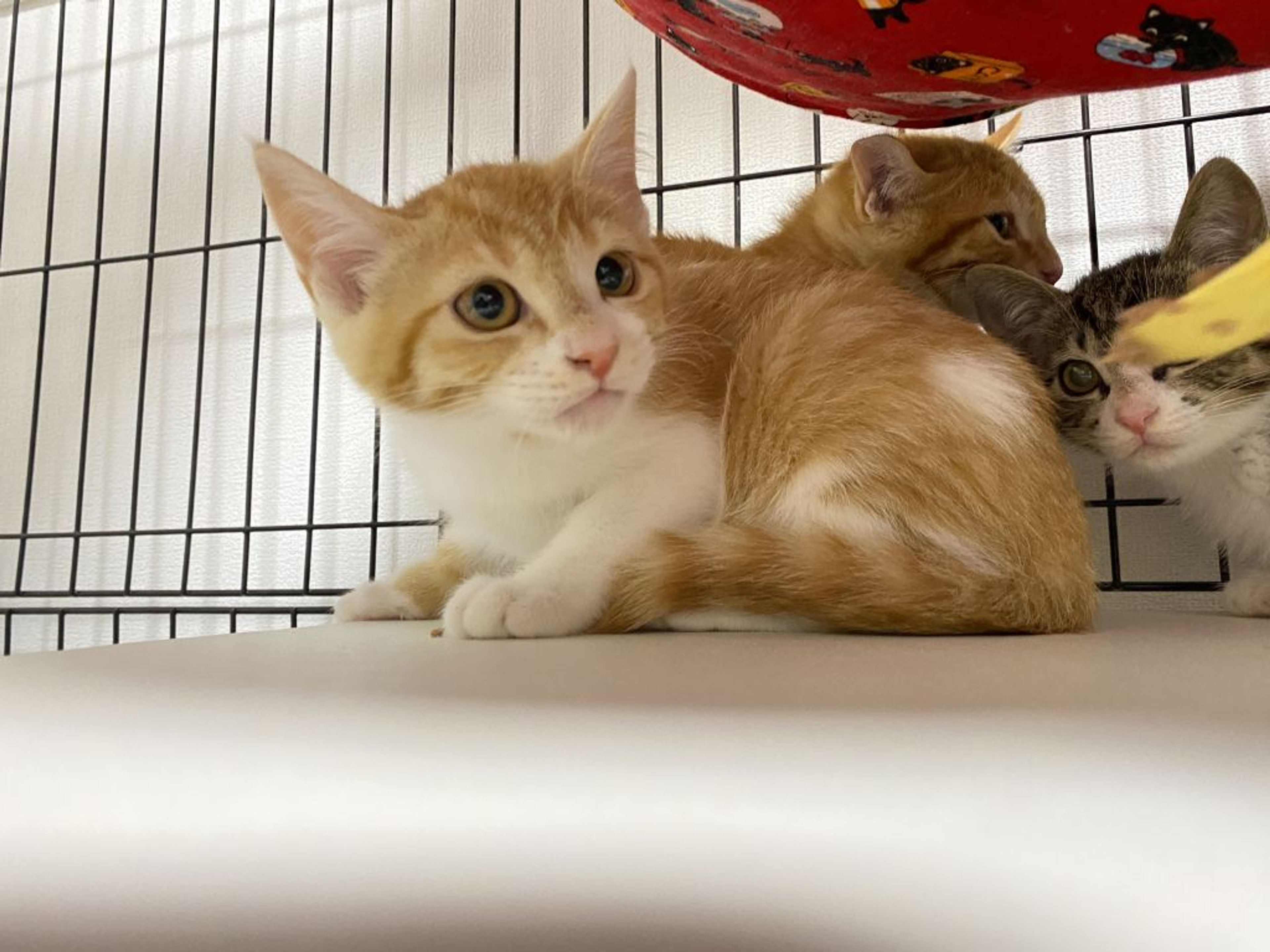 pet-image-2