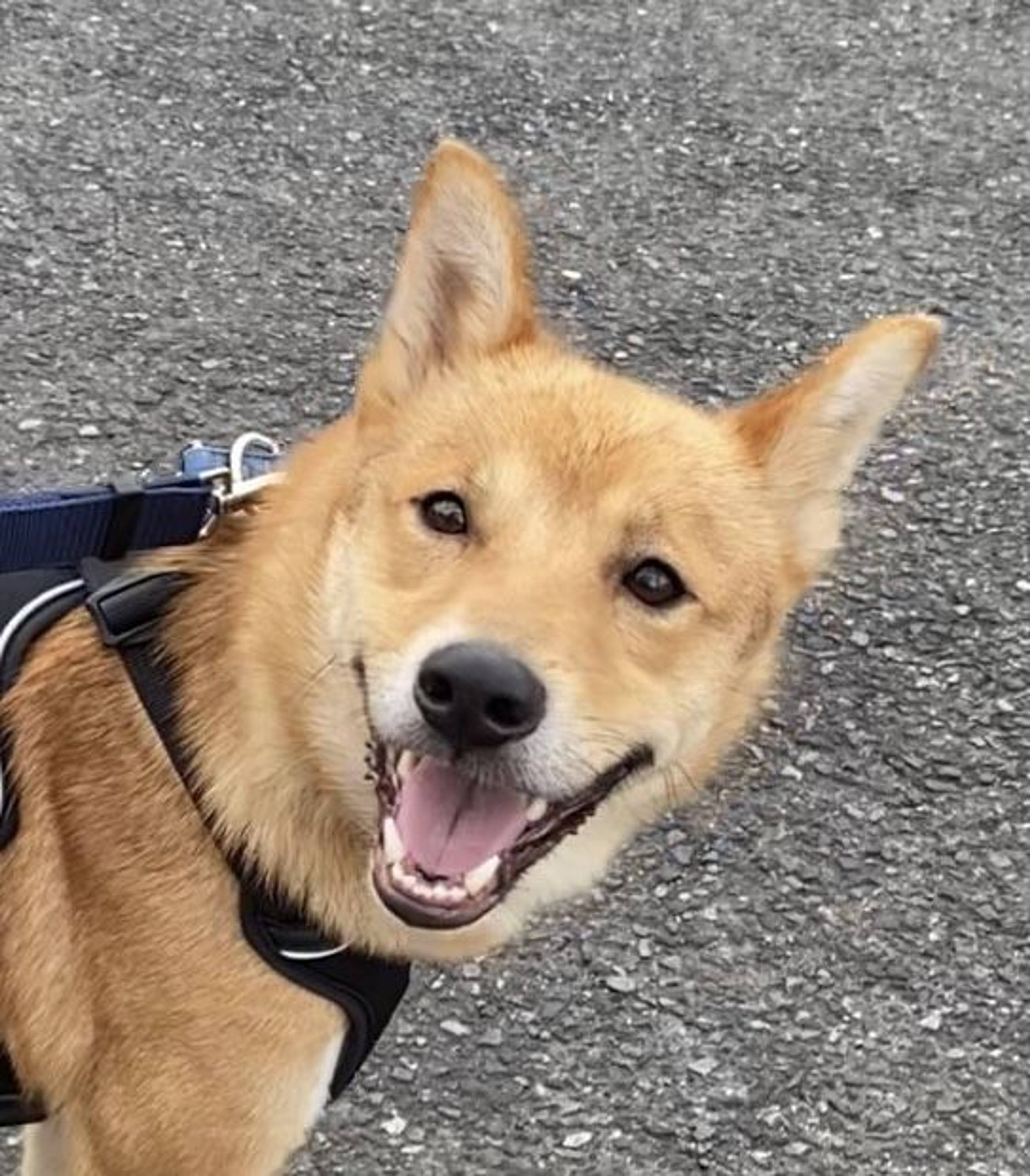 雑種（ミックス犬）・オスの里親募集の写真