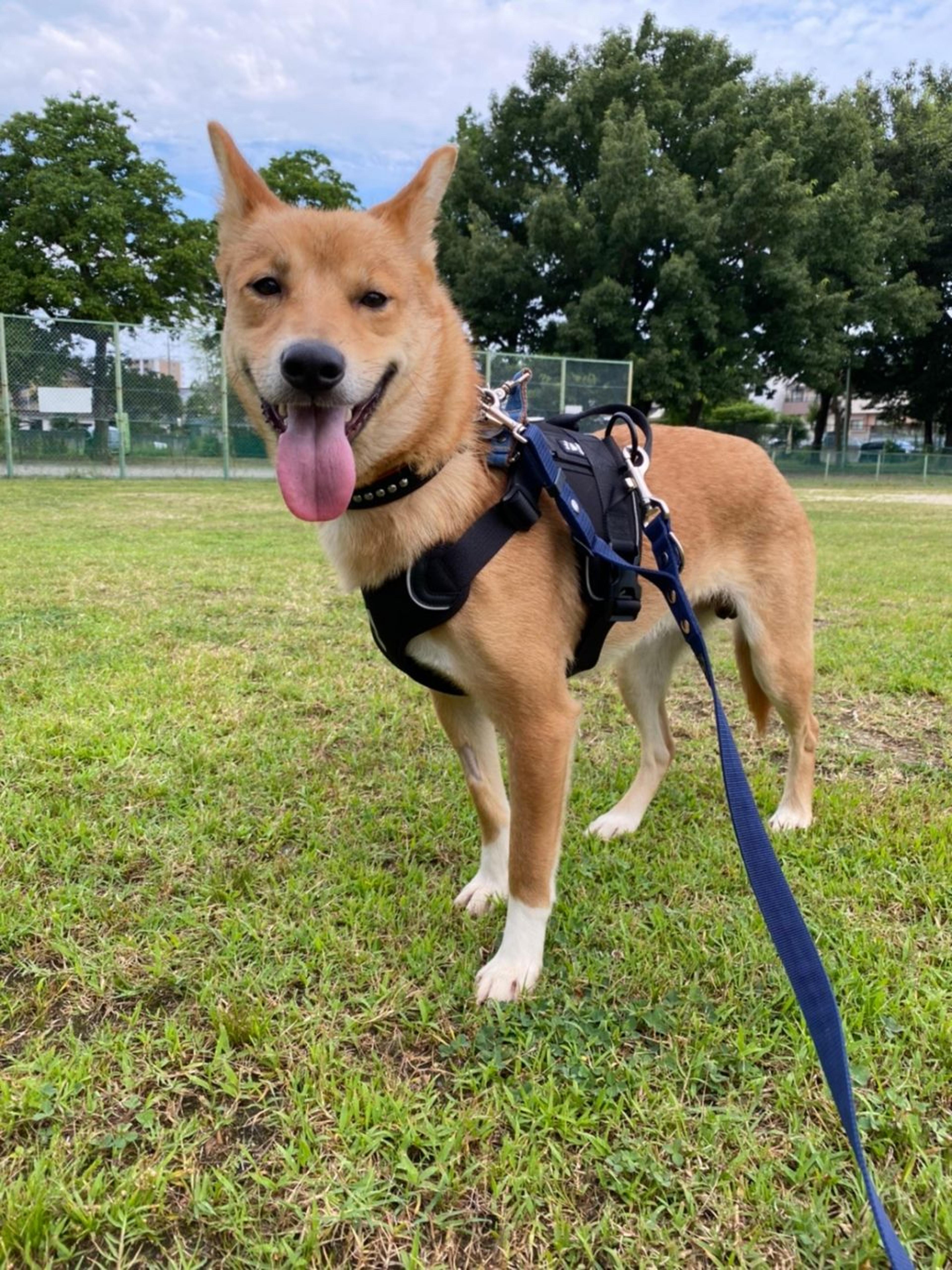 pet-image-2