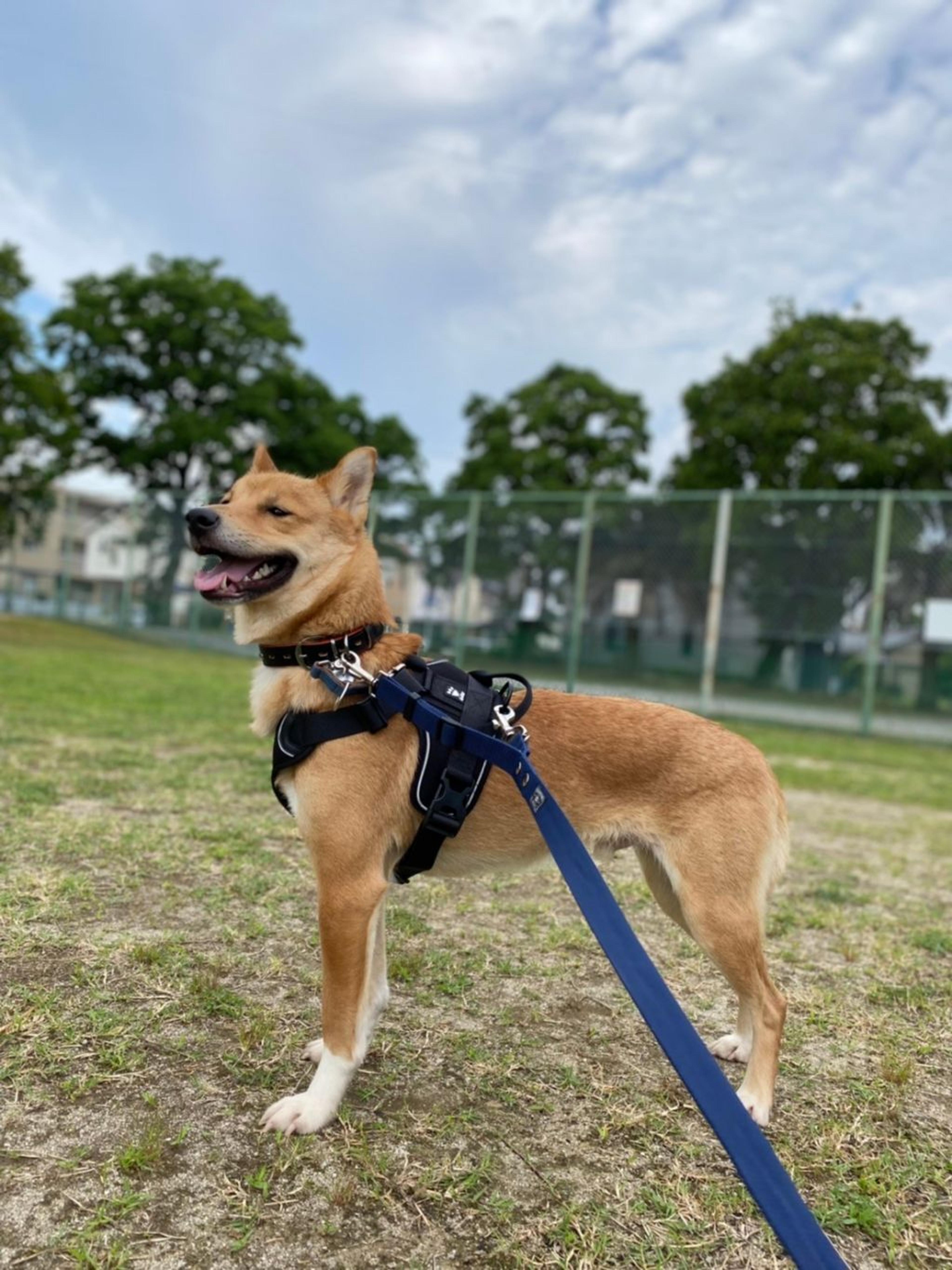 pet-image-3
