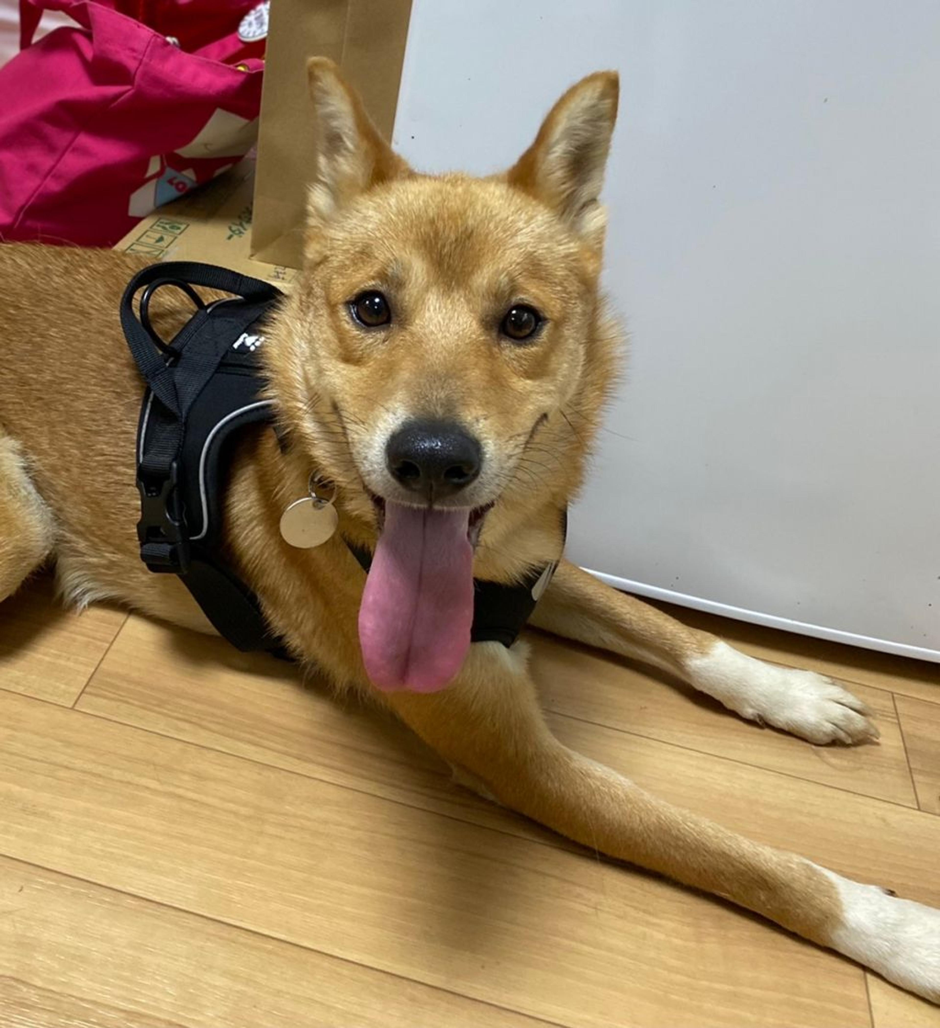 pet-image-4
