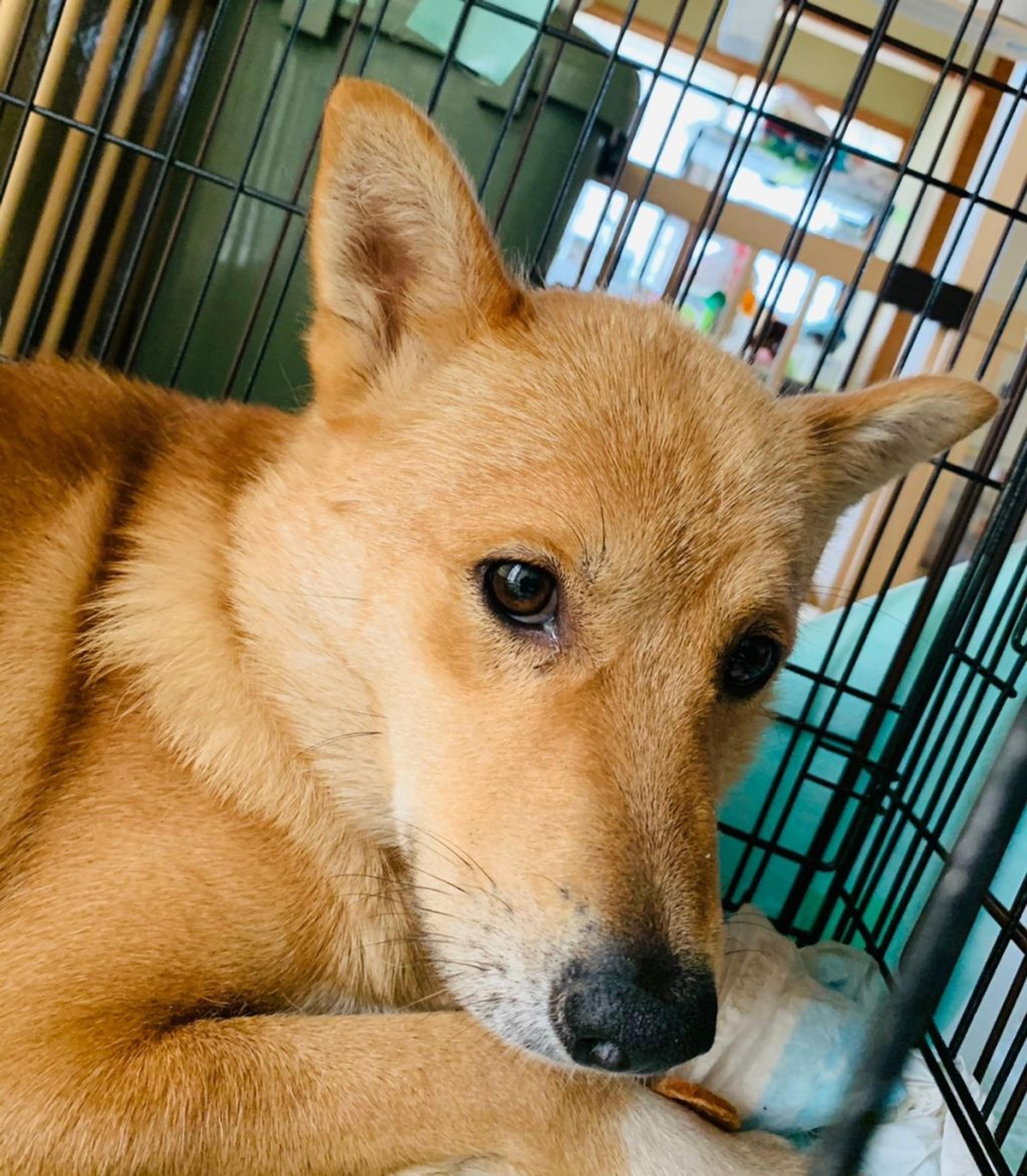 pet-image-5