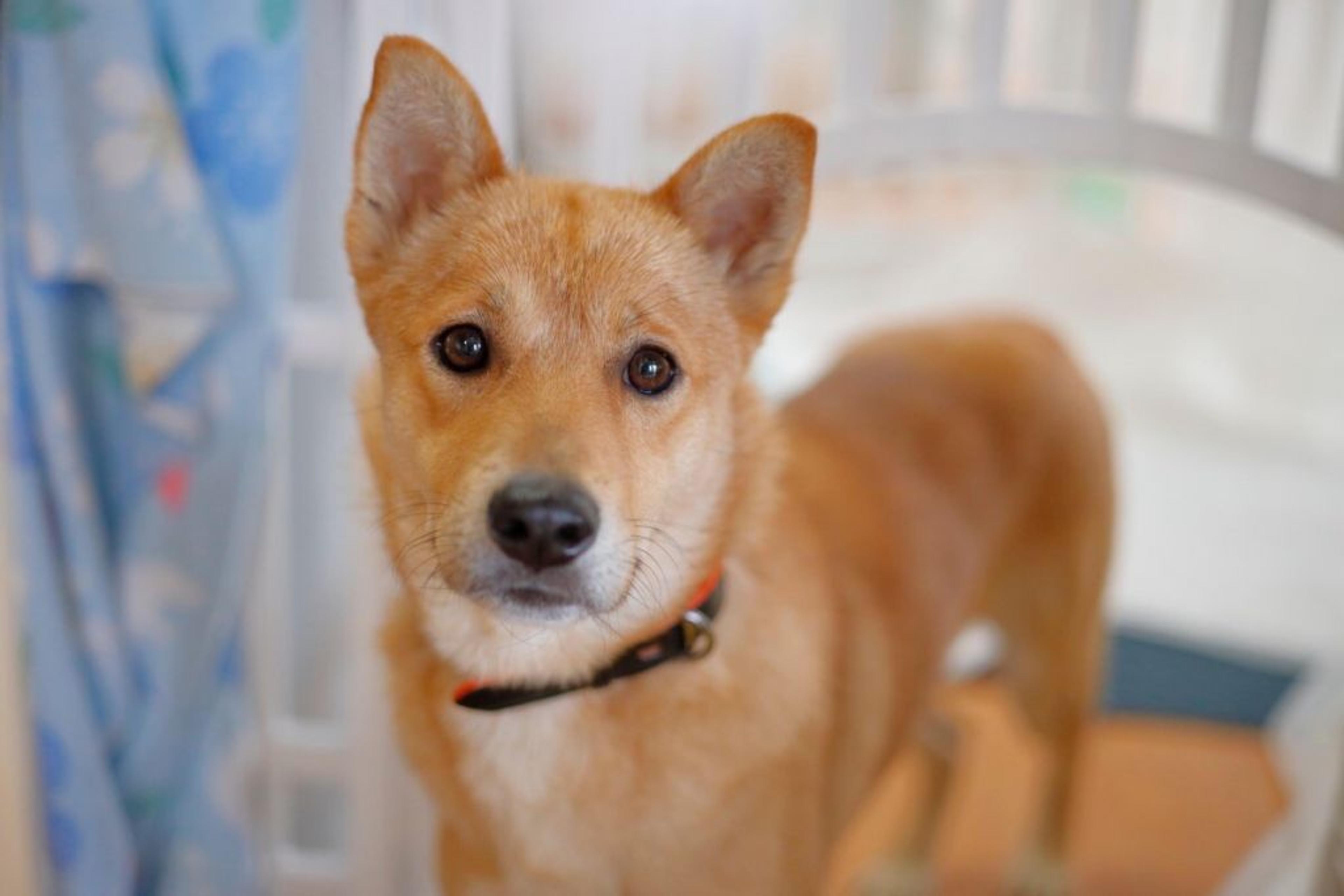 pet-image-6