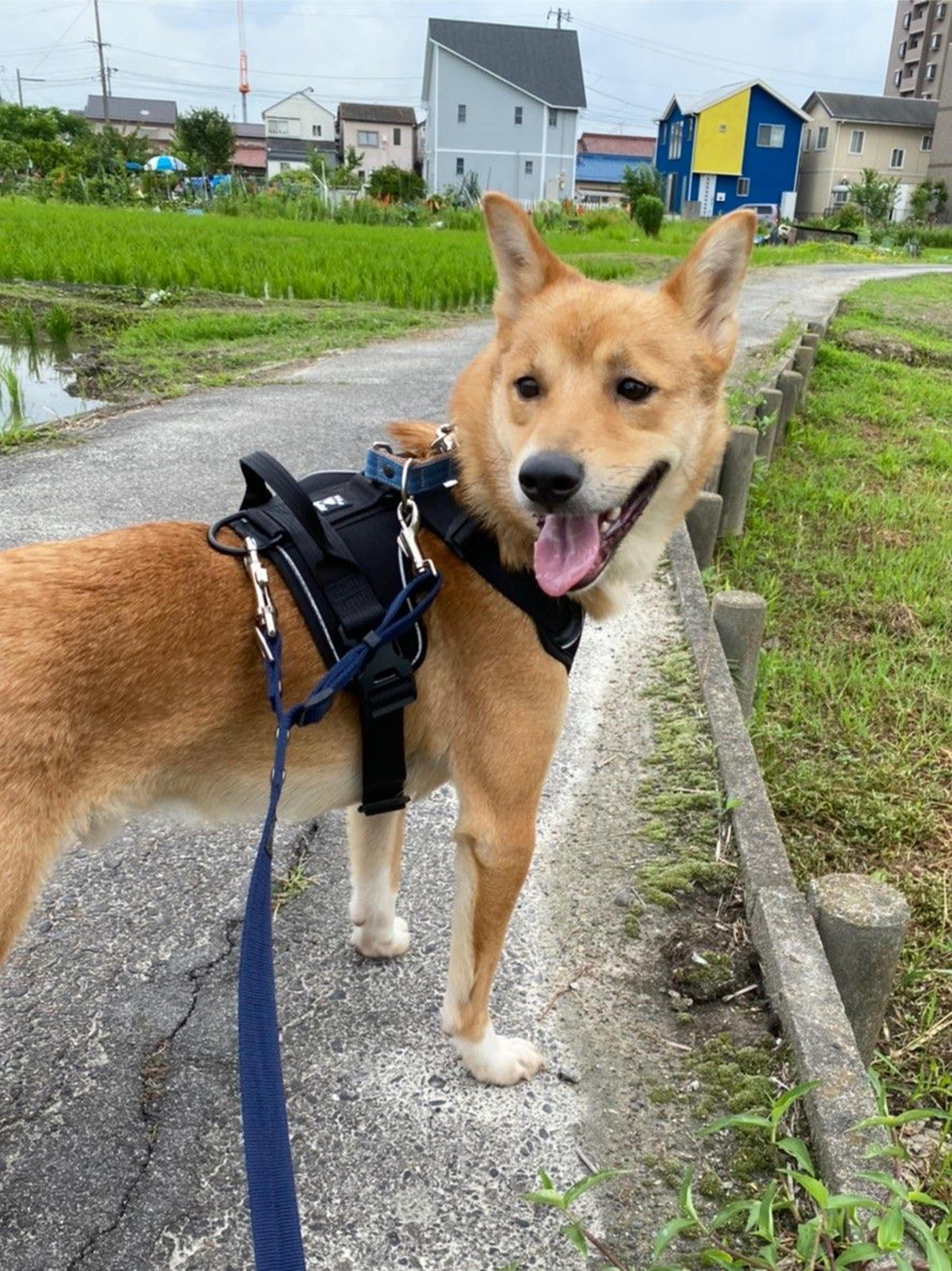 pet-image-9