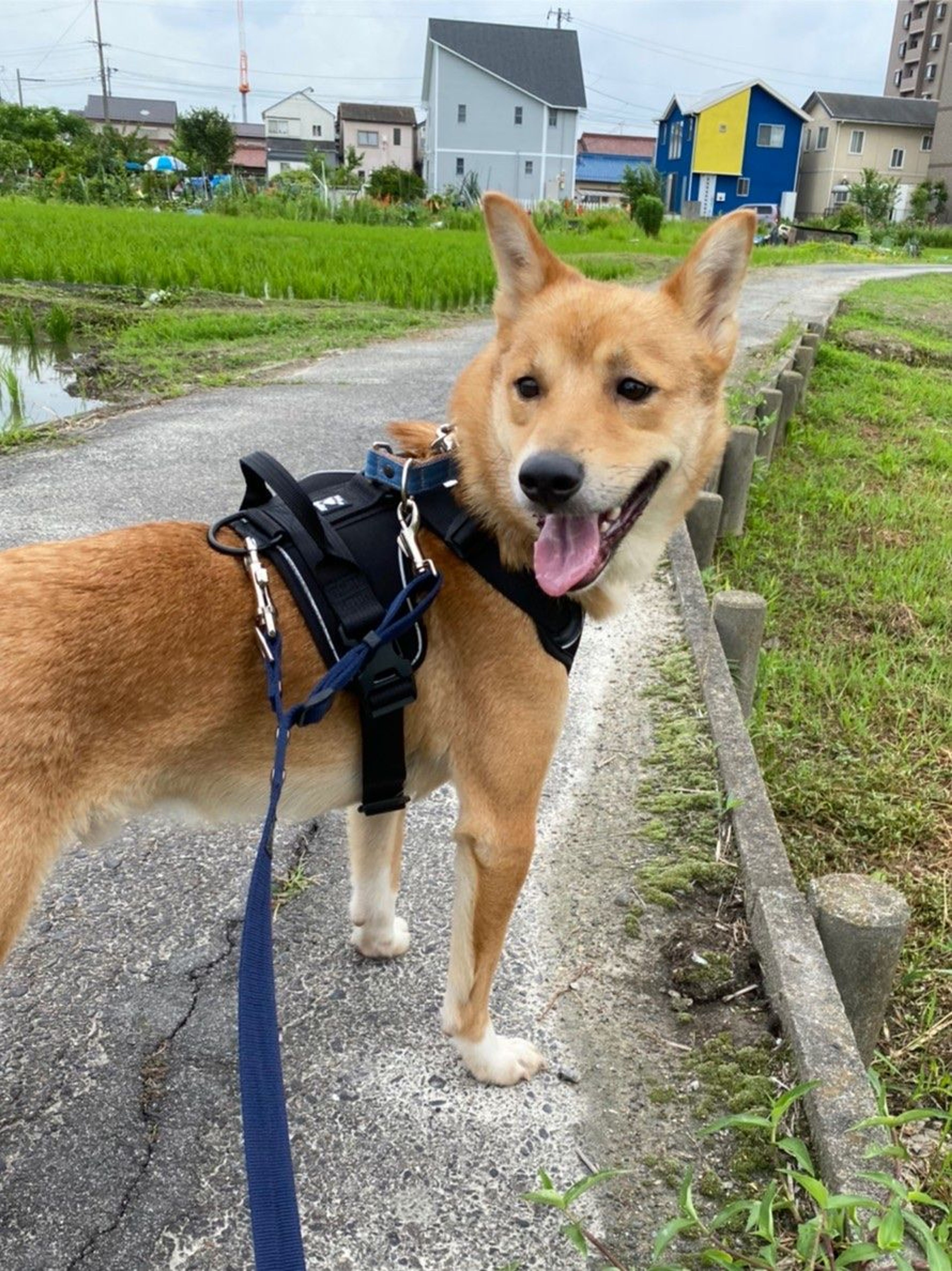 pet-image-9