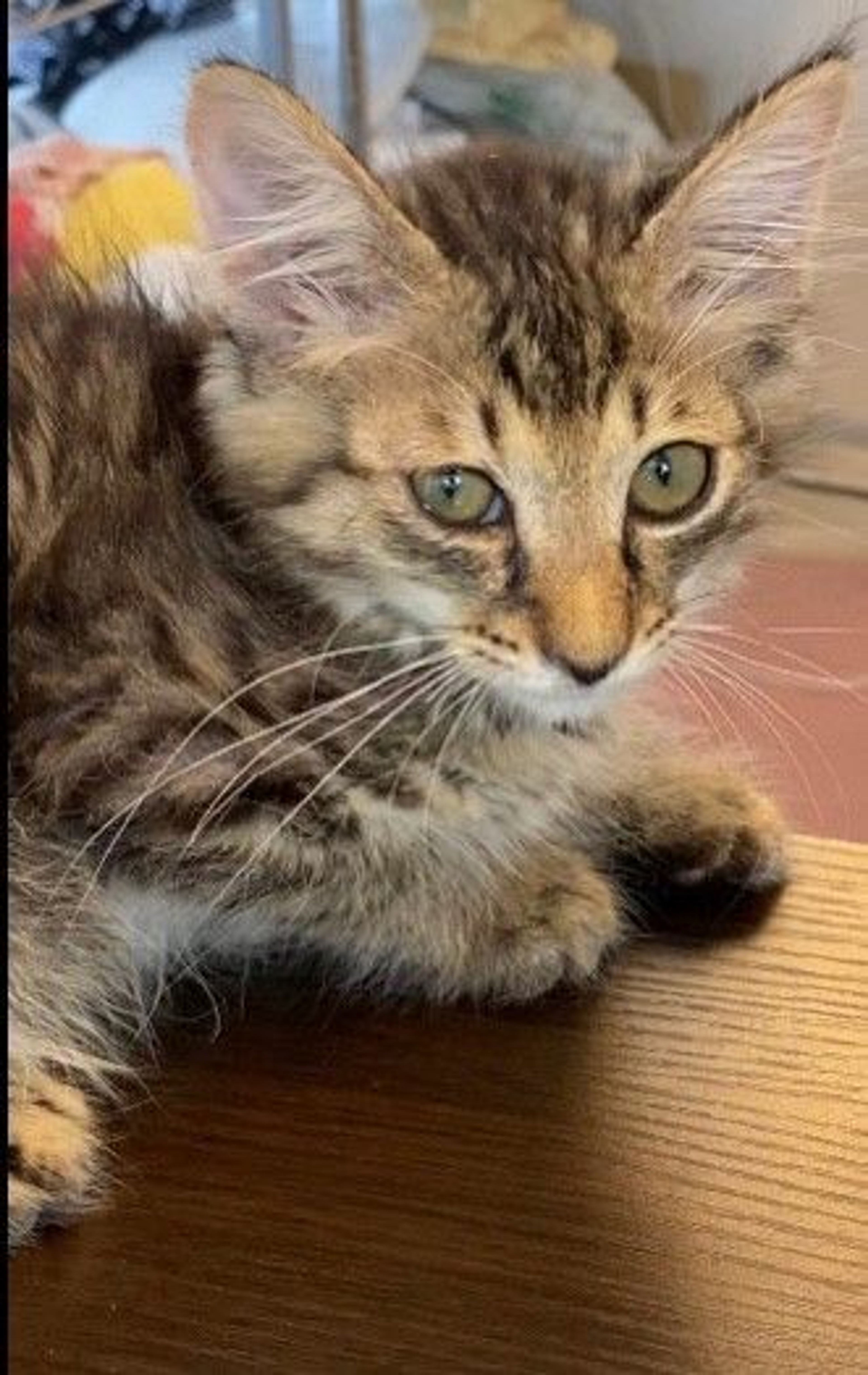 pet-image-2