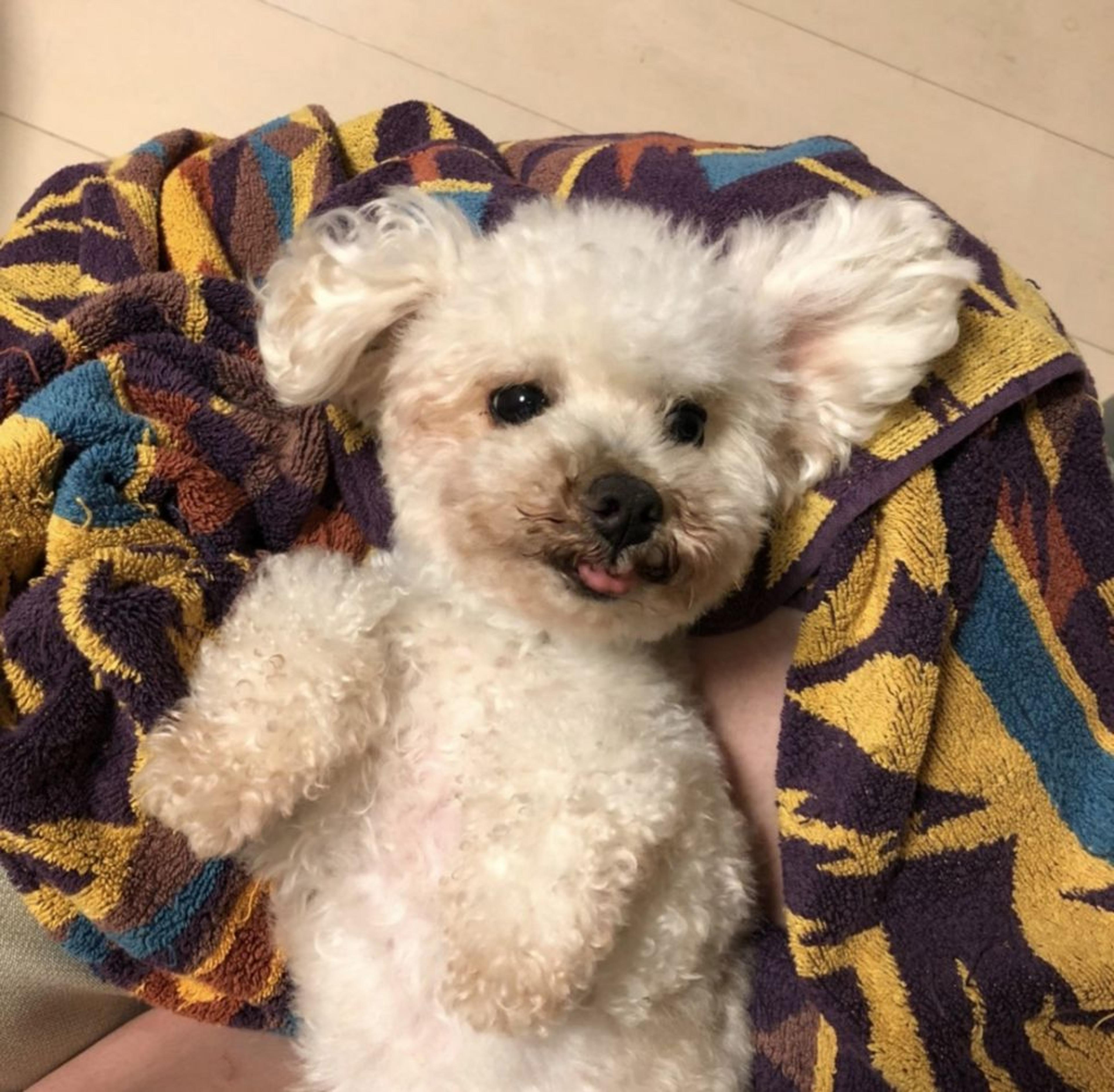 pet-image-2