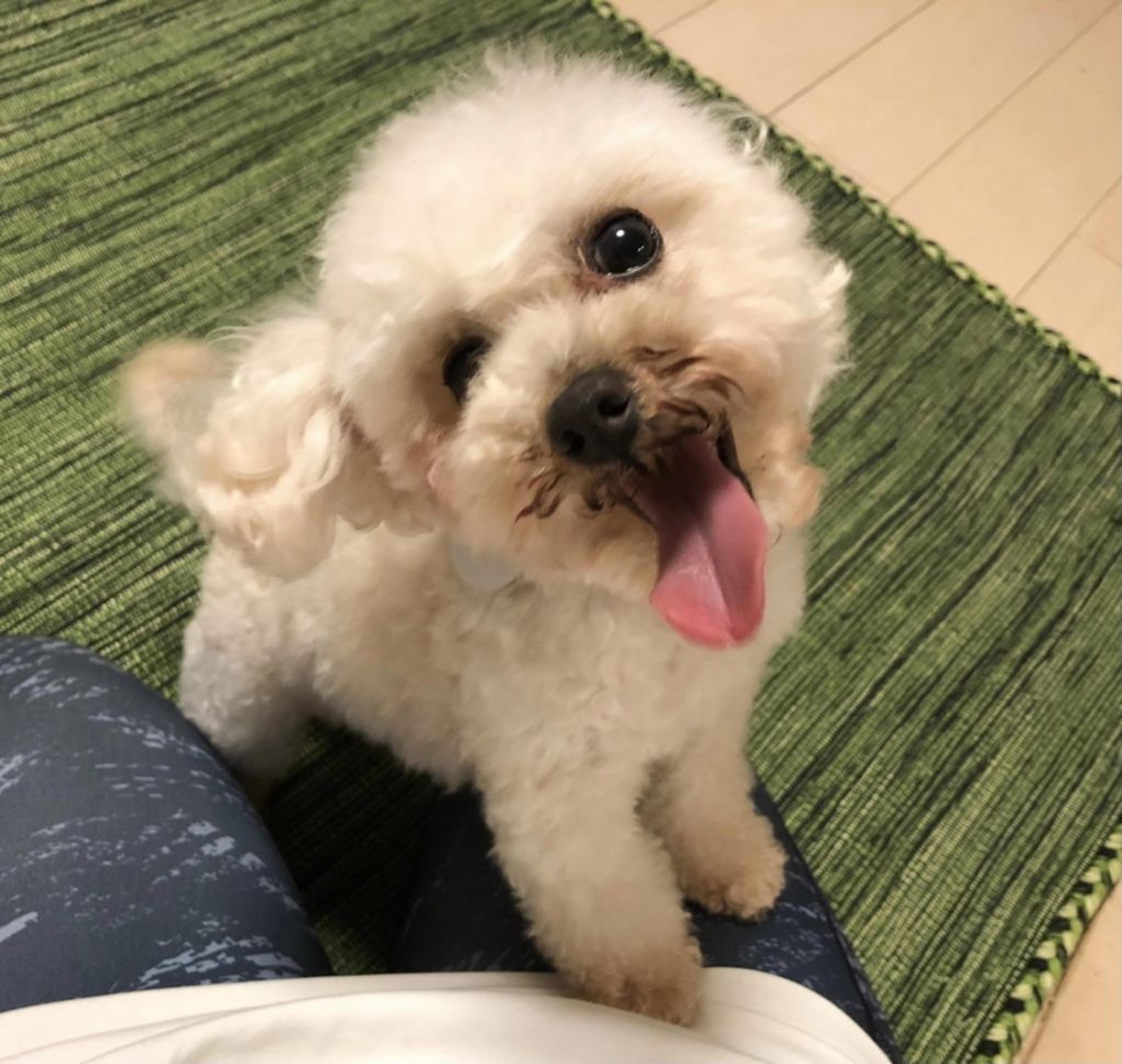 pet-image-3