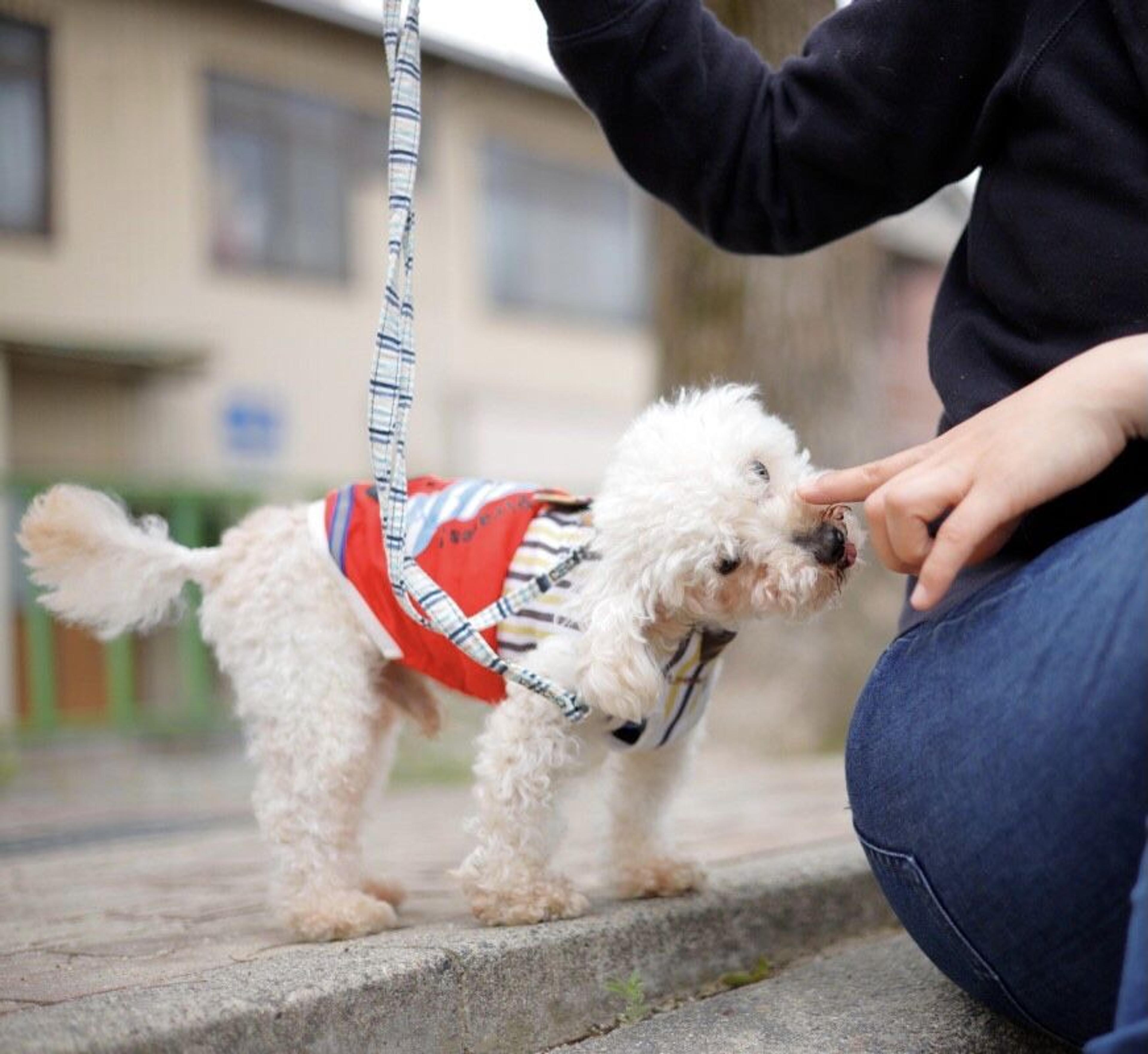 pet-image-4