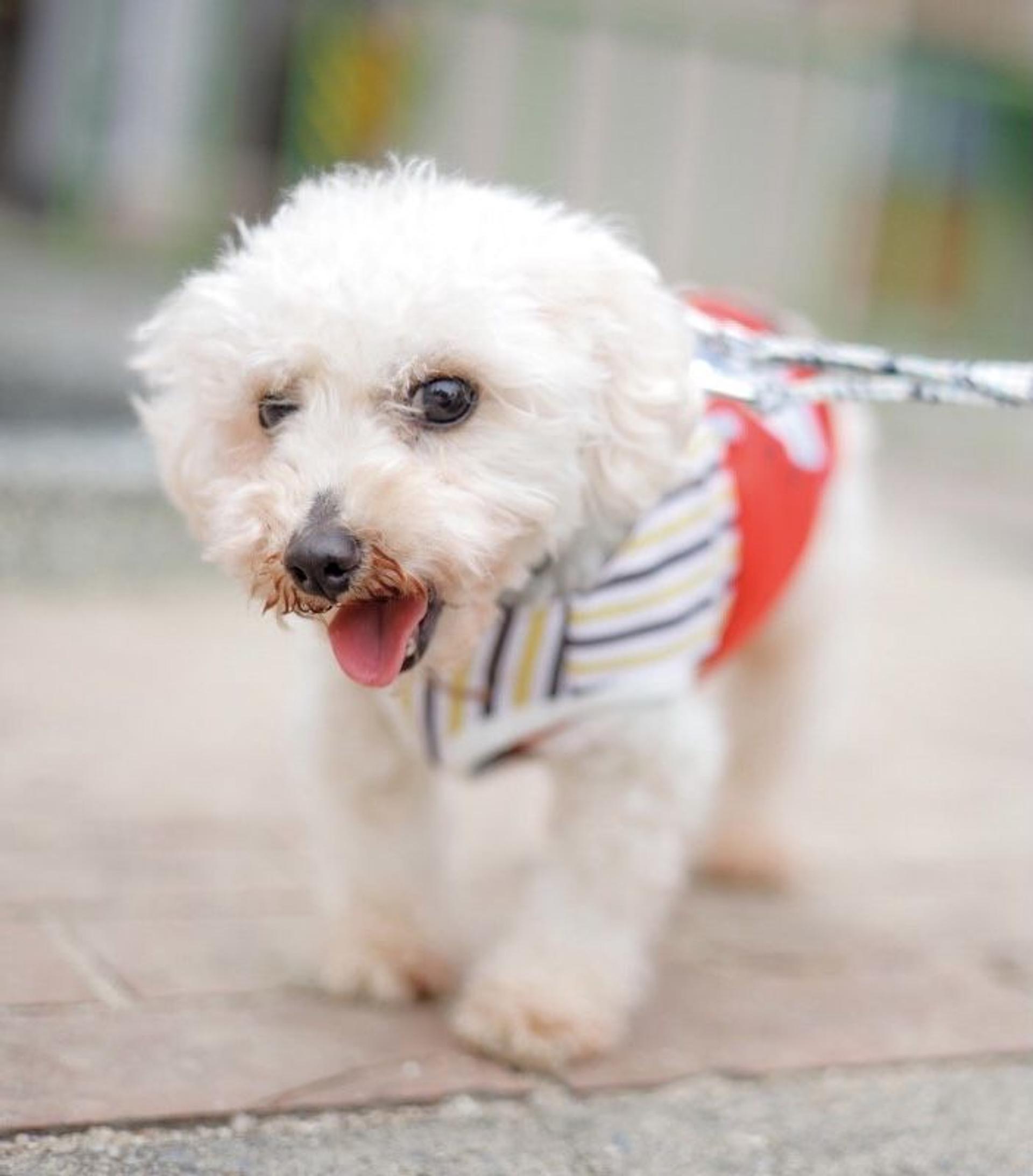 pet-image-5