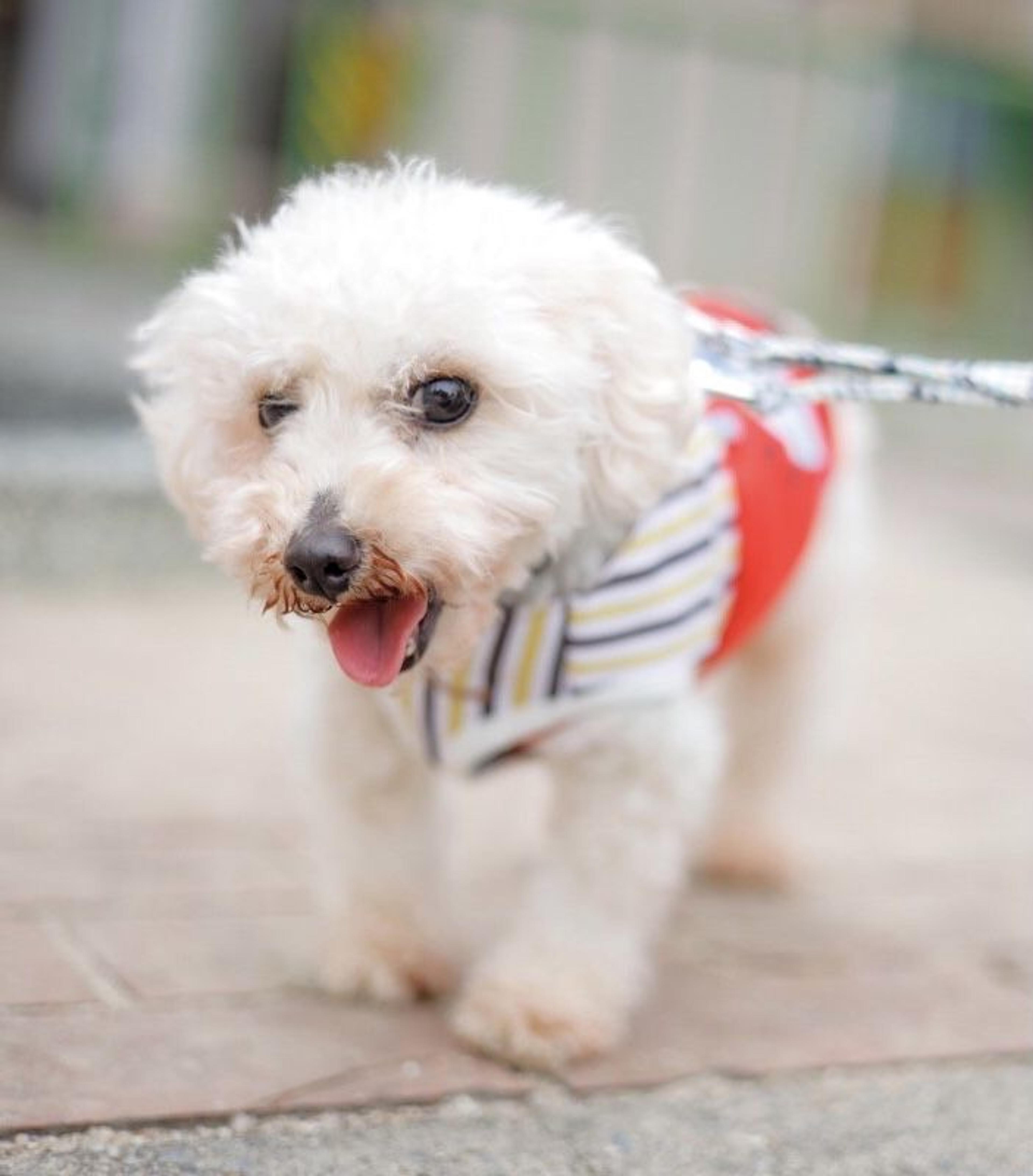 pet-image-5