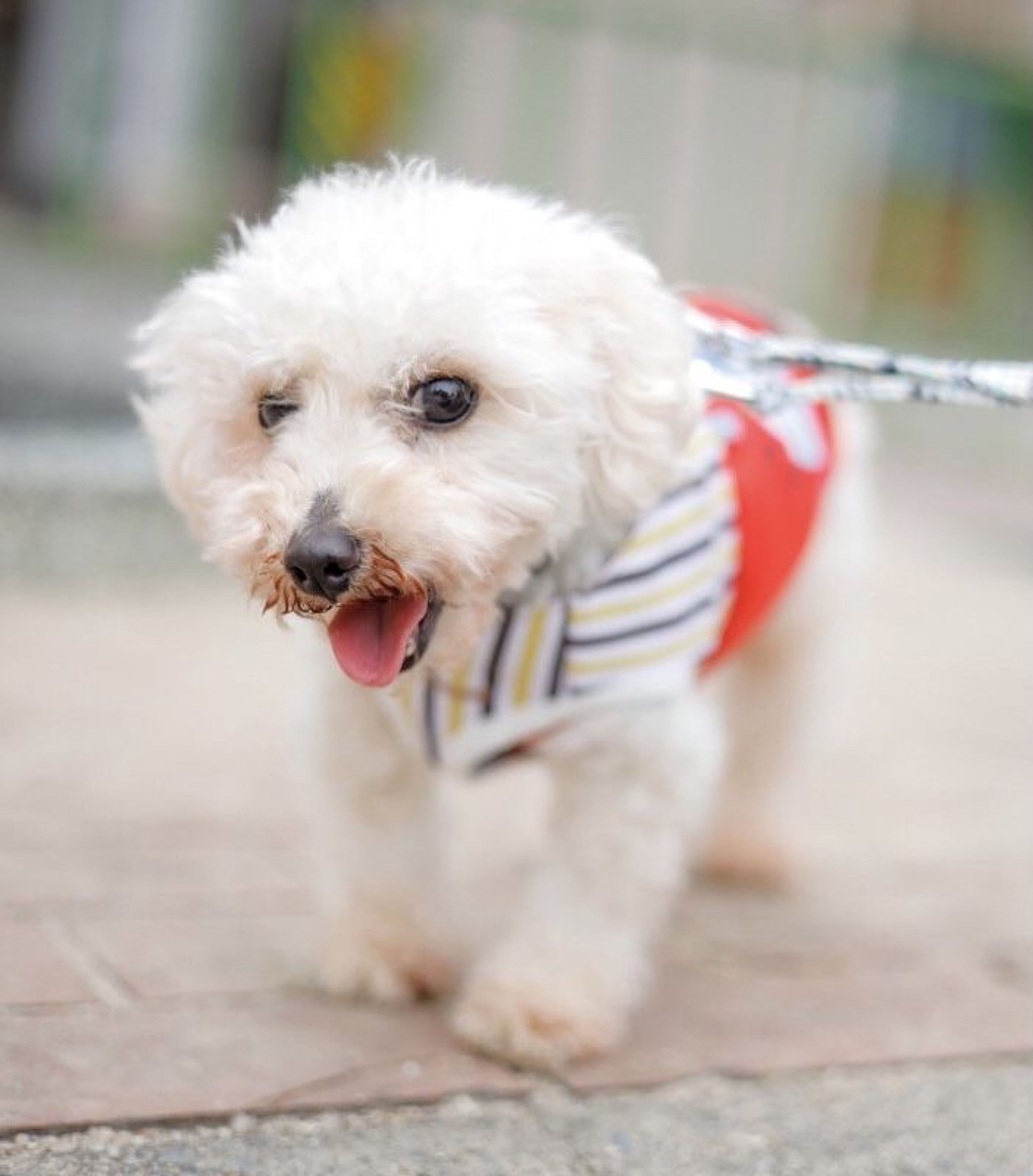 pet-image-5
